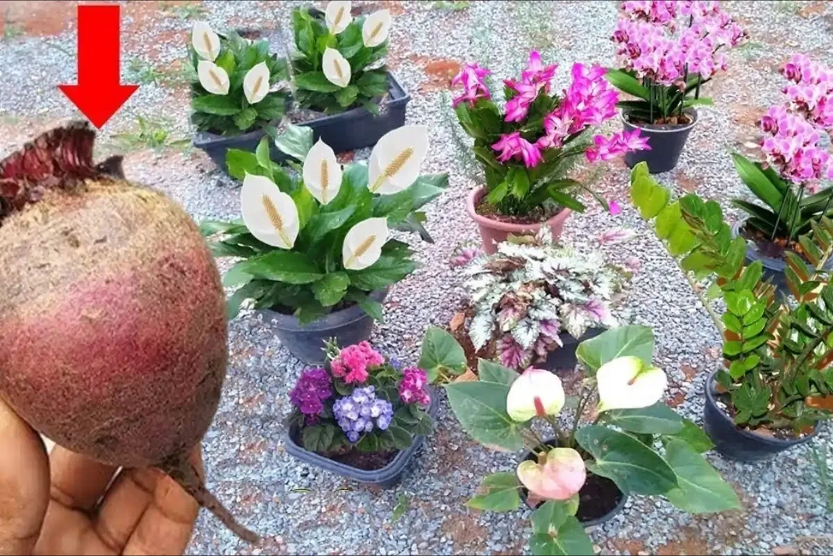 Solução caseira para planta florir: todos os vasos do seu ja