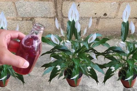 Solução caseira para plantas para fortificar e florecer as p