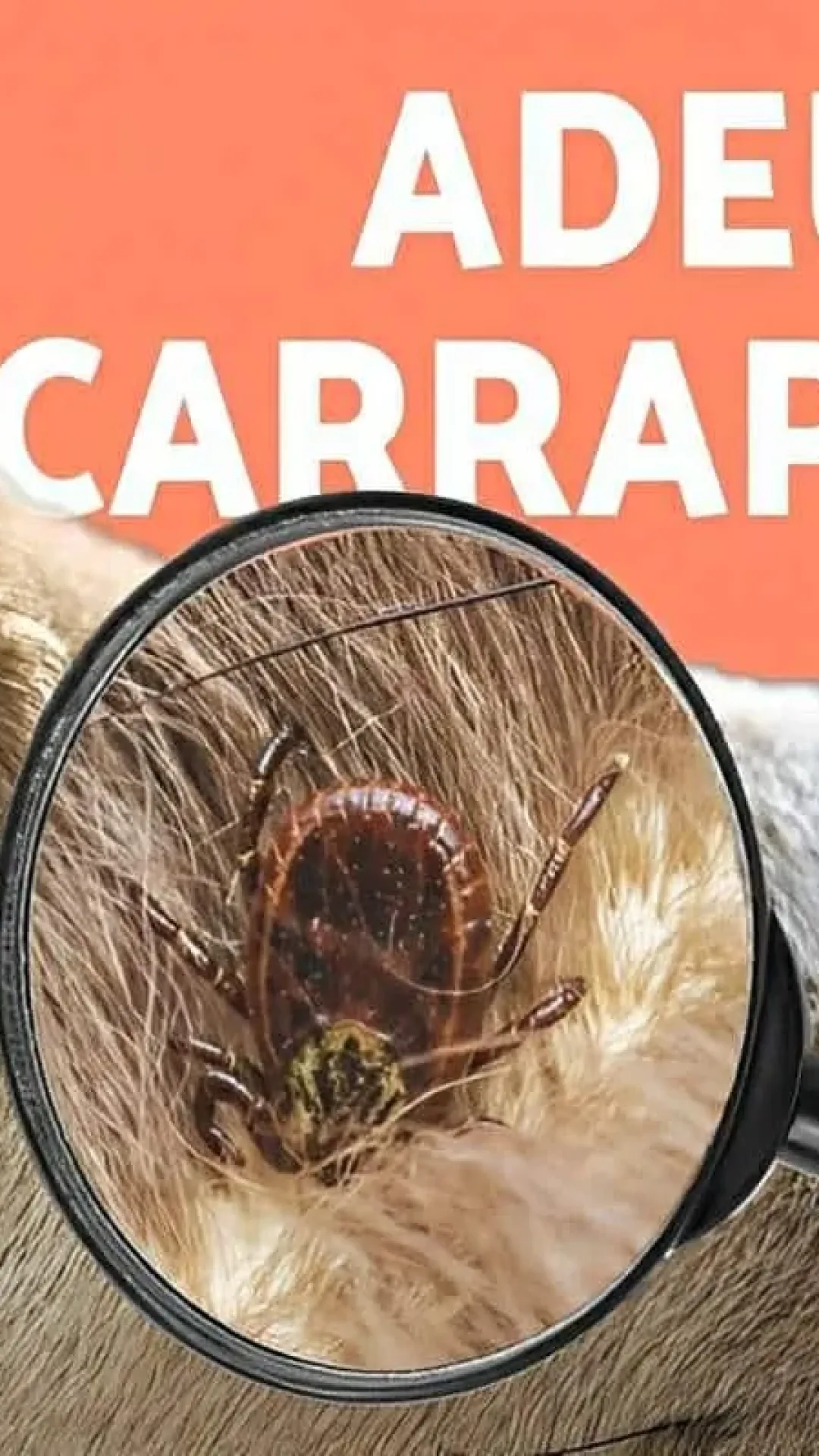 4 métodos caseiros para livrar seu pet de pulgas e carrapatos usando produtos naturais