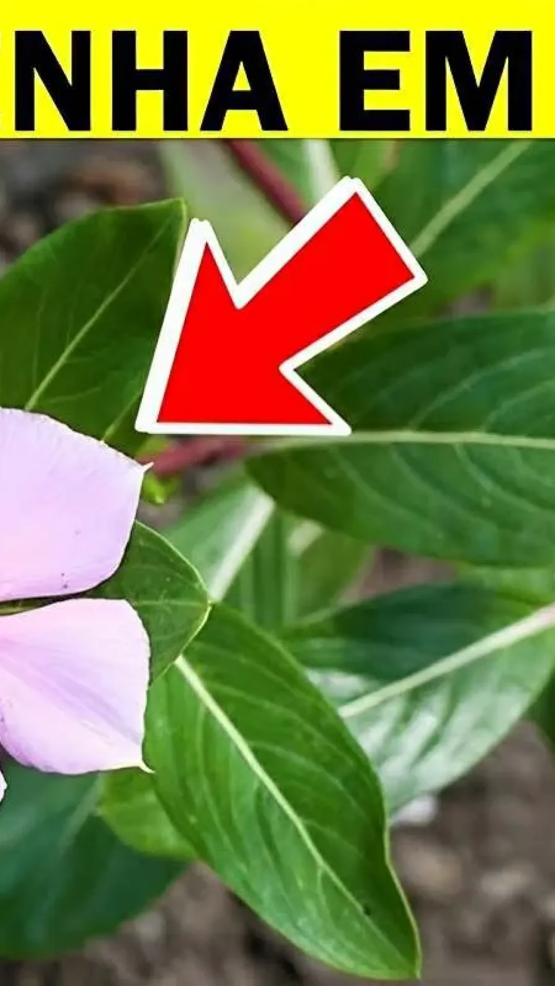 7 plantas perigosas que as pessoas tem em casa e nem imaginam