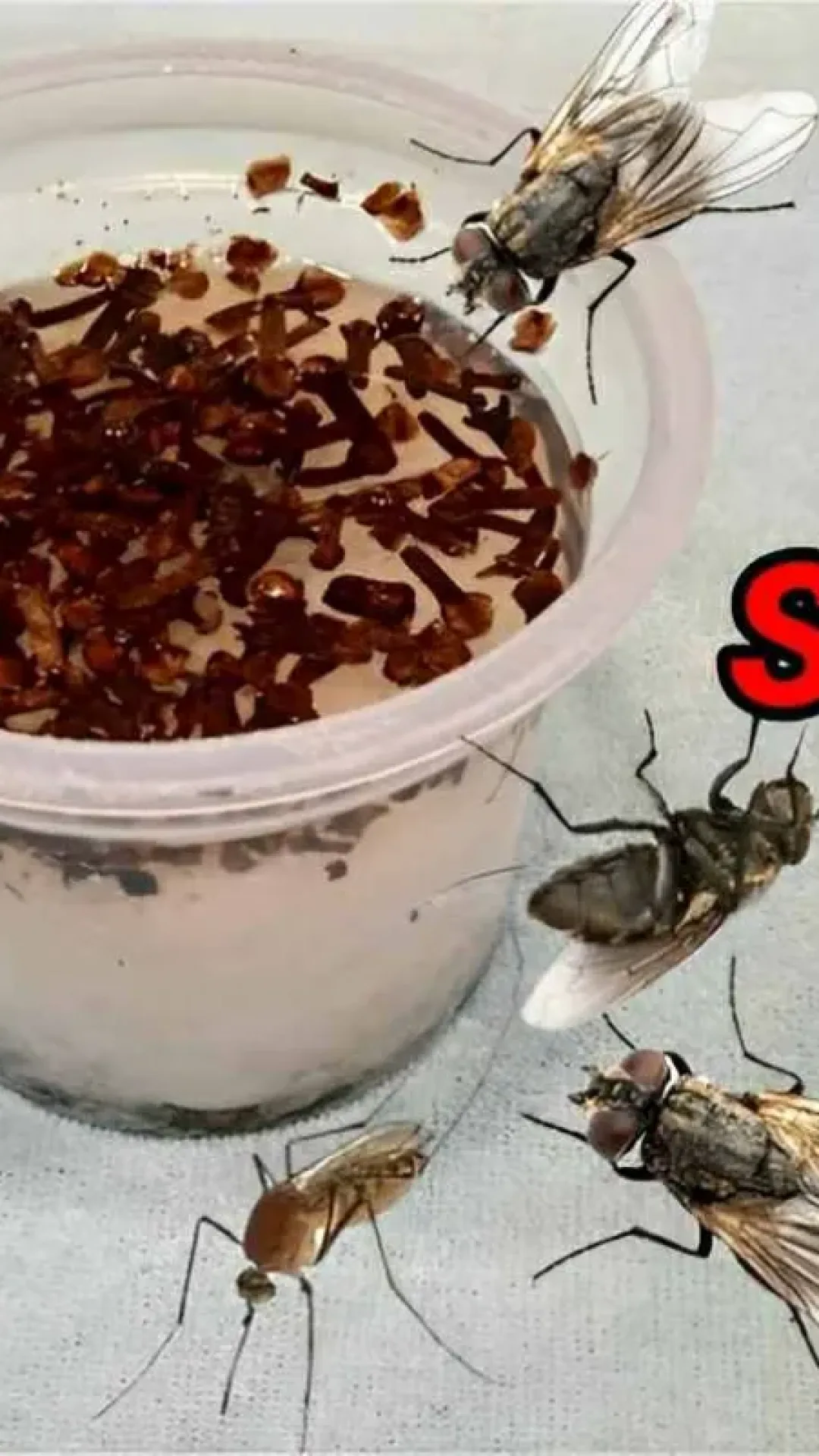 Acabei com as moscas mosquitos e pernilongos de casa com essa misturinha para espantar insetos