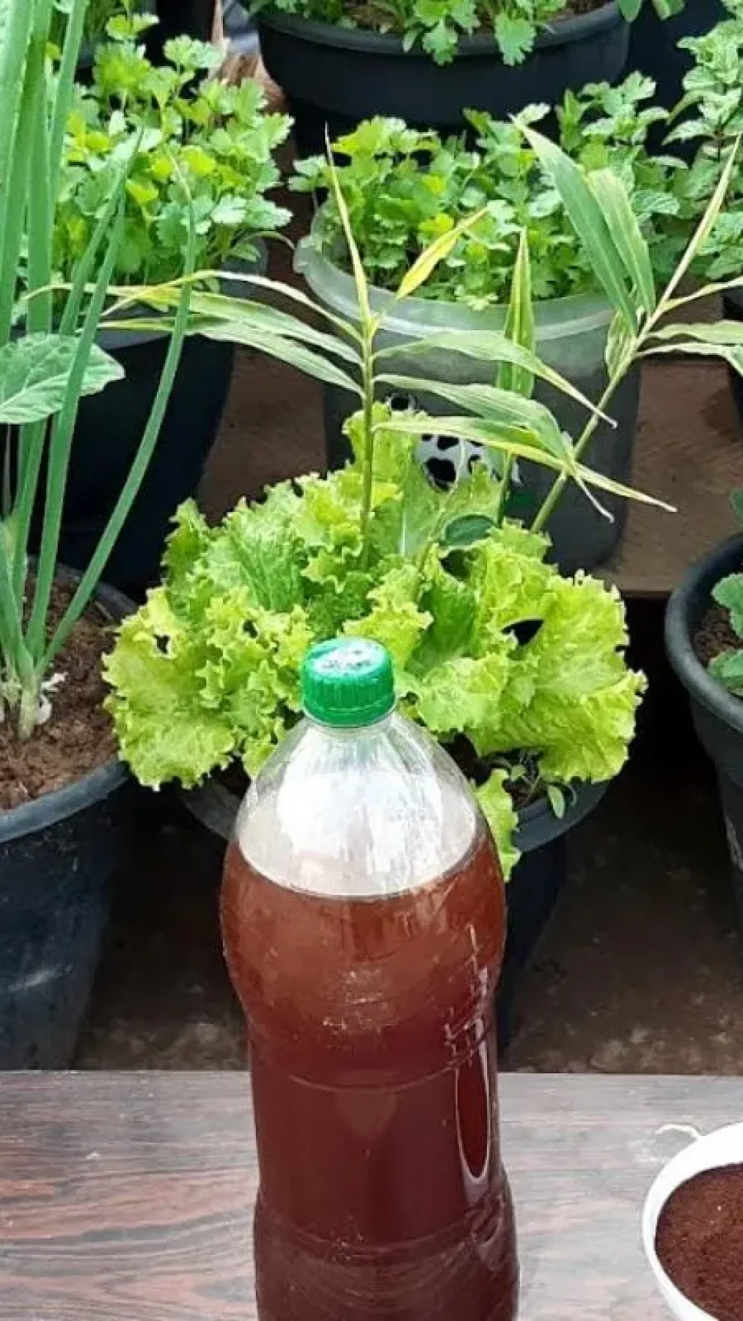 Adubo caseiro de borra de café: não precisa gastar dinheiro para cuidar das suas plantas