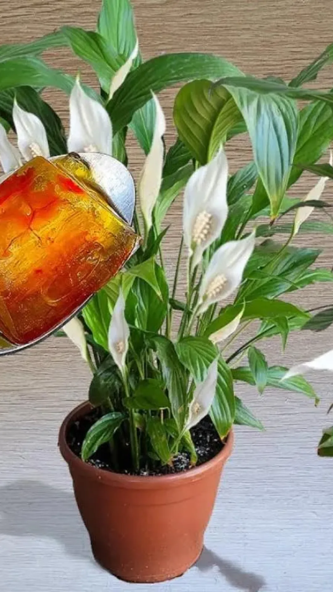 Adubo caseiro para flores: essa solução caseira fez meu jardim ficar todo florido em pouco tempo