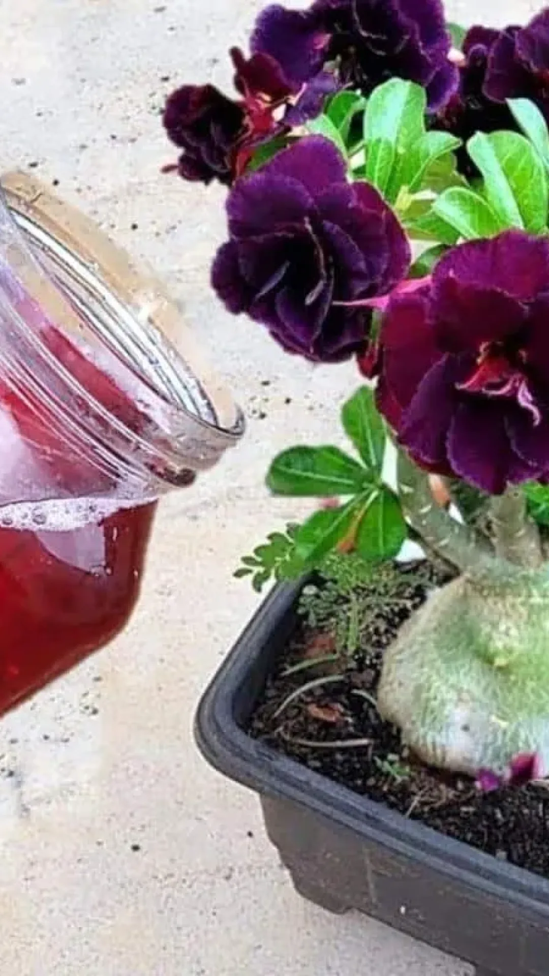 Adubo caseiro para flores: veja o que fazer para ter flores lindas e fortes o ano todo