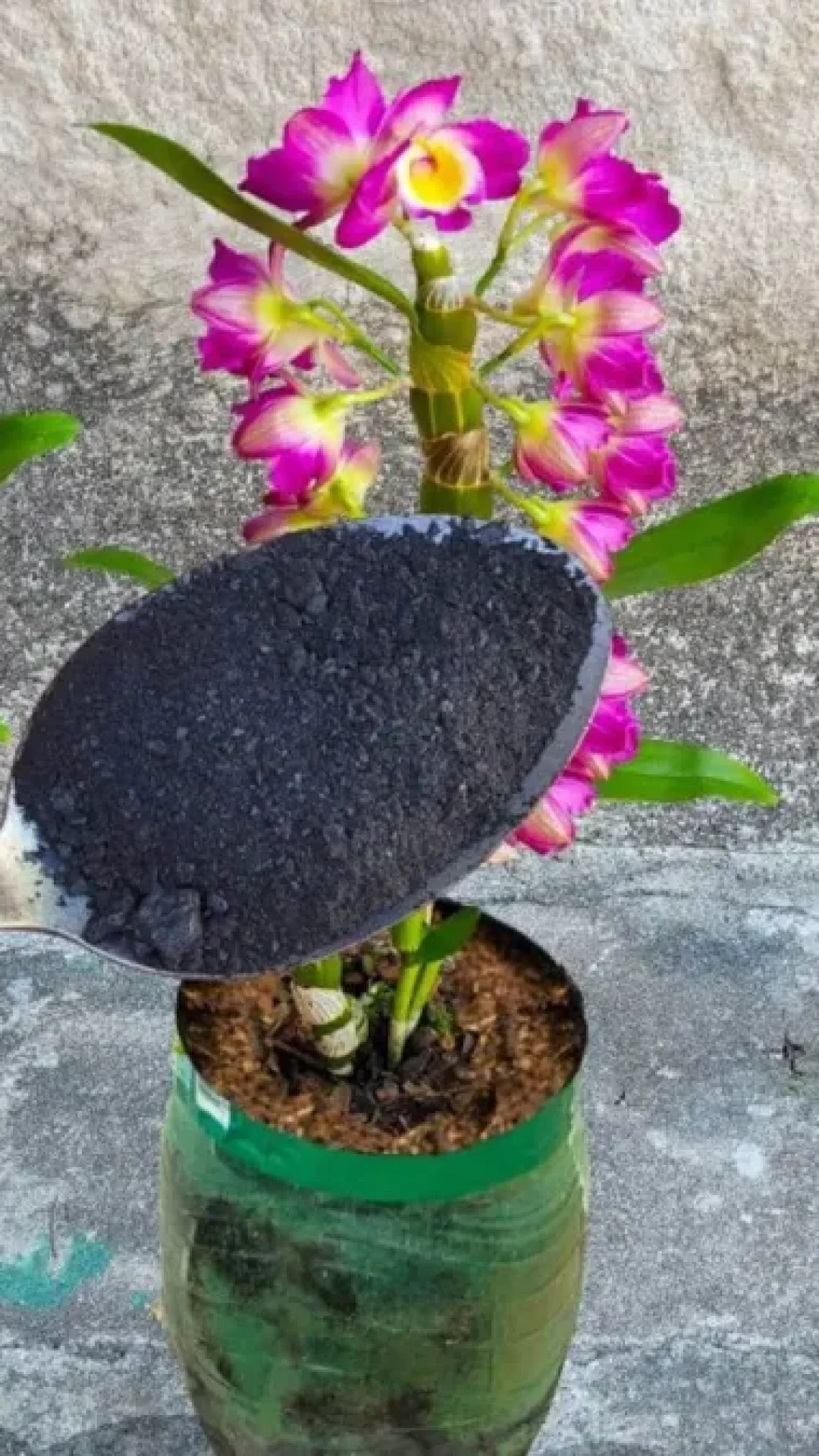 Adubo caseiro para orquídeas: agora seus vasos vão ficar bonitos e floridos