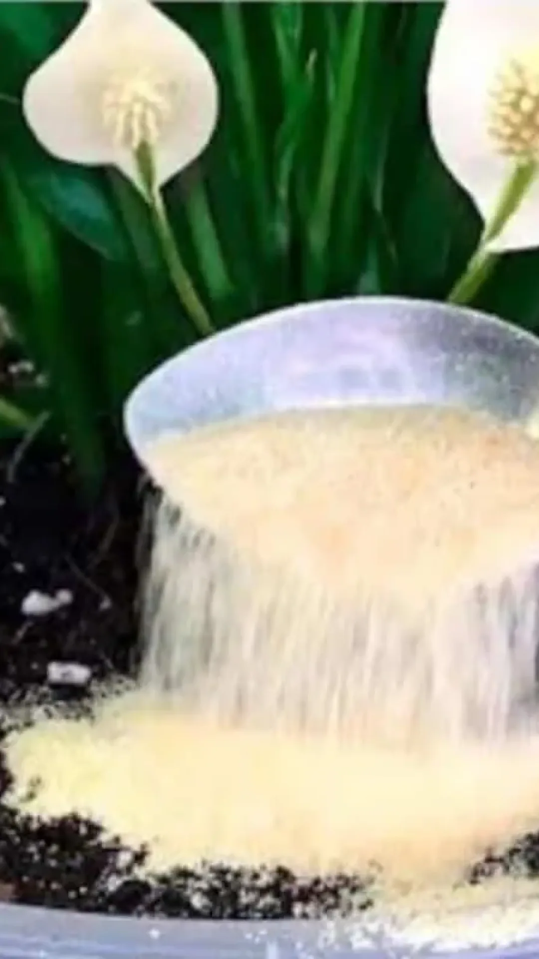 Adubo caseiro para plantas: faz qualquer planta crescer e ficar cheia de flores