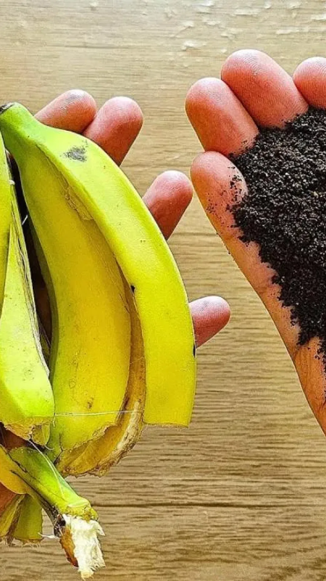 Adubo caseiro para plantas: misturinha caseira que faz milagres nos vasos do teu quintal