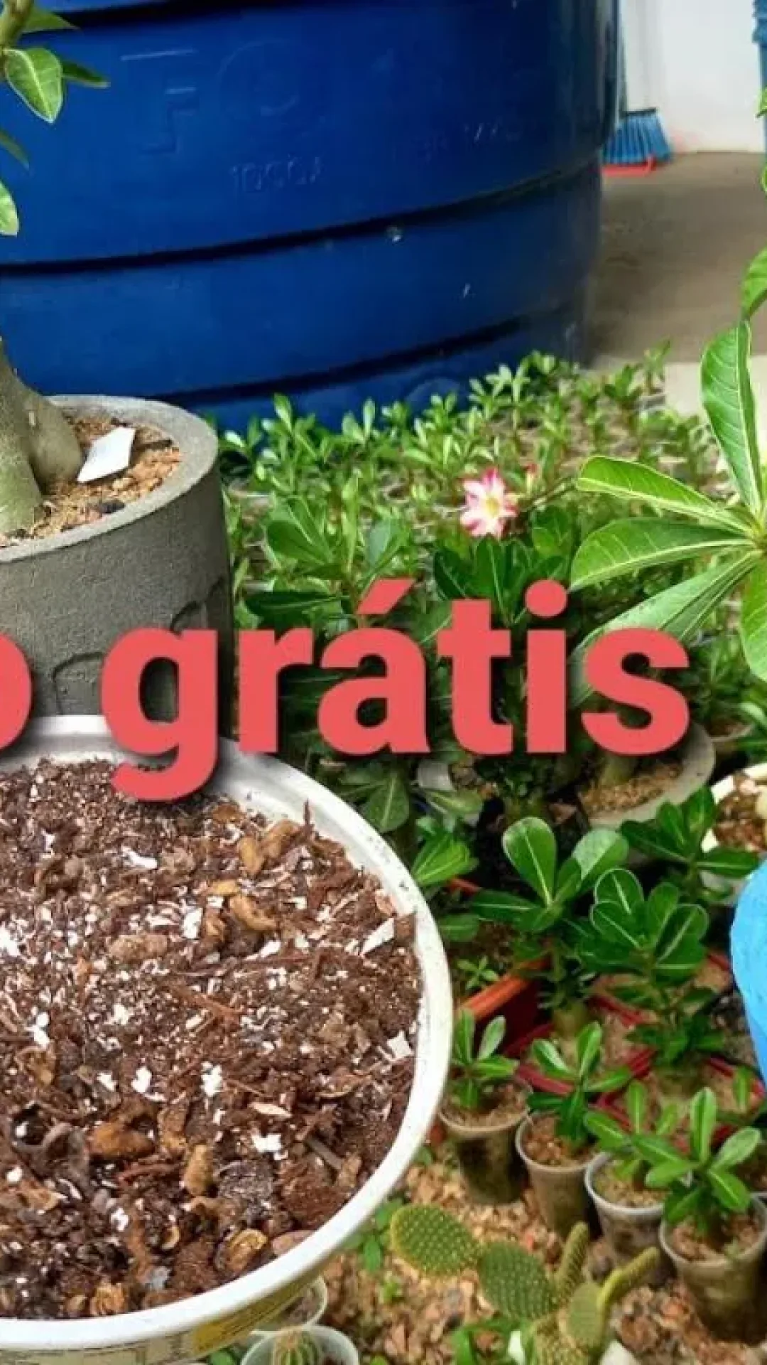 Adubo caseiro para rosa do deserto: veja o que fazer com suas rosas para florir o ano todo