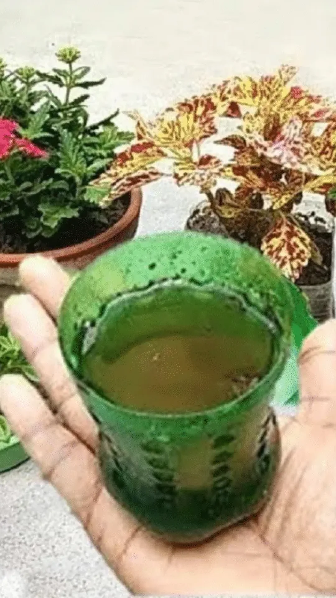 Adubo líquido caseiro para flores: serve para qualquer tipo de planta