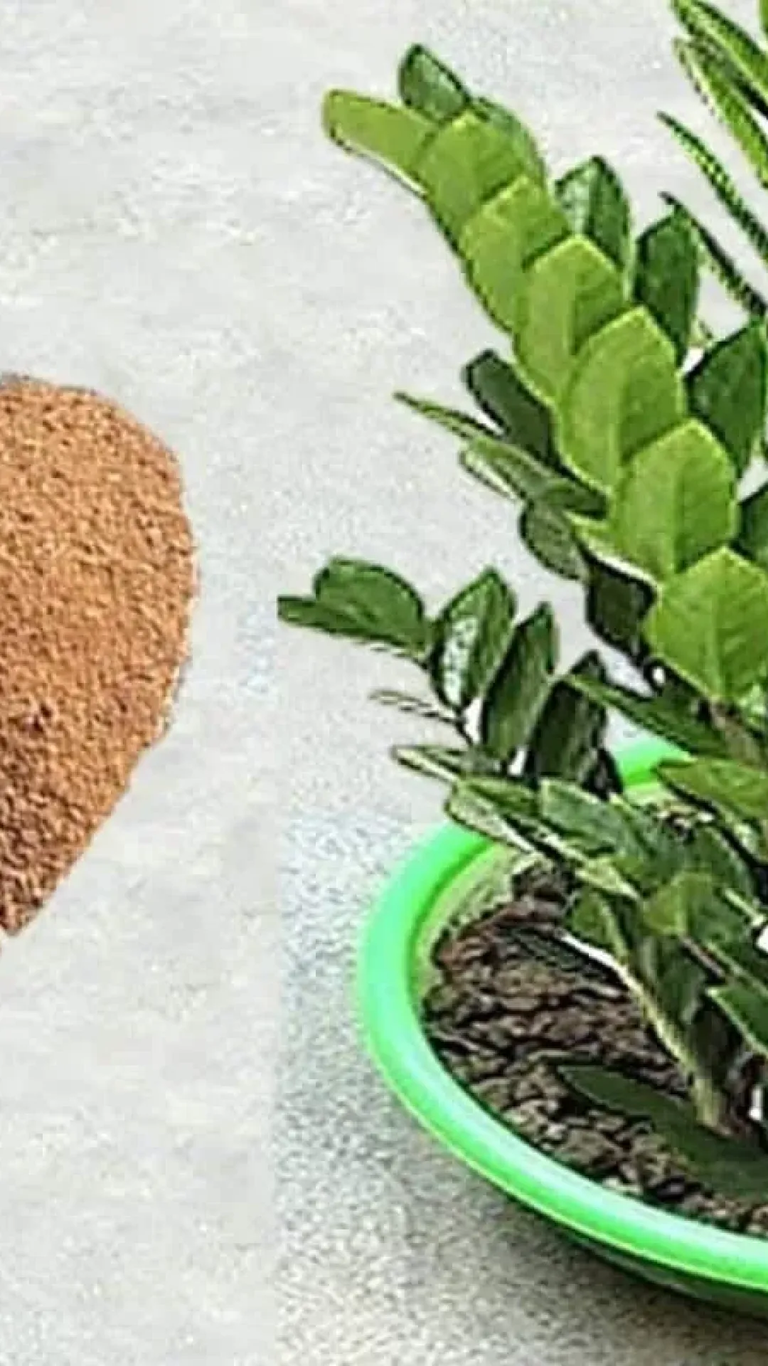 Adubo que faz a planta crescer: fica forte e bonita o ano todo