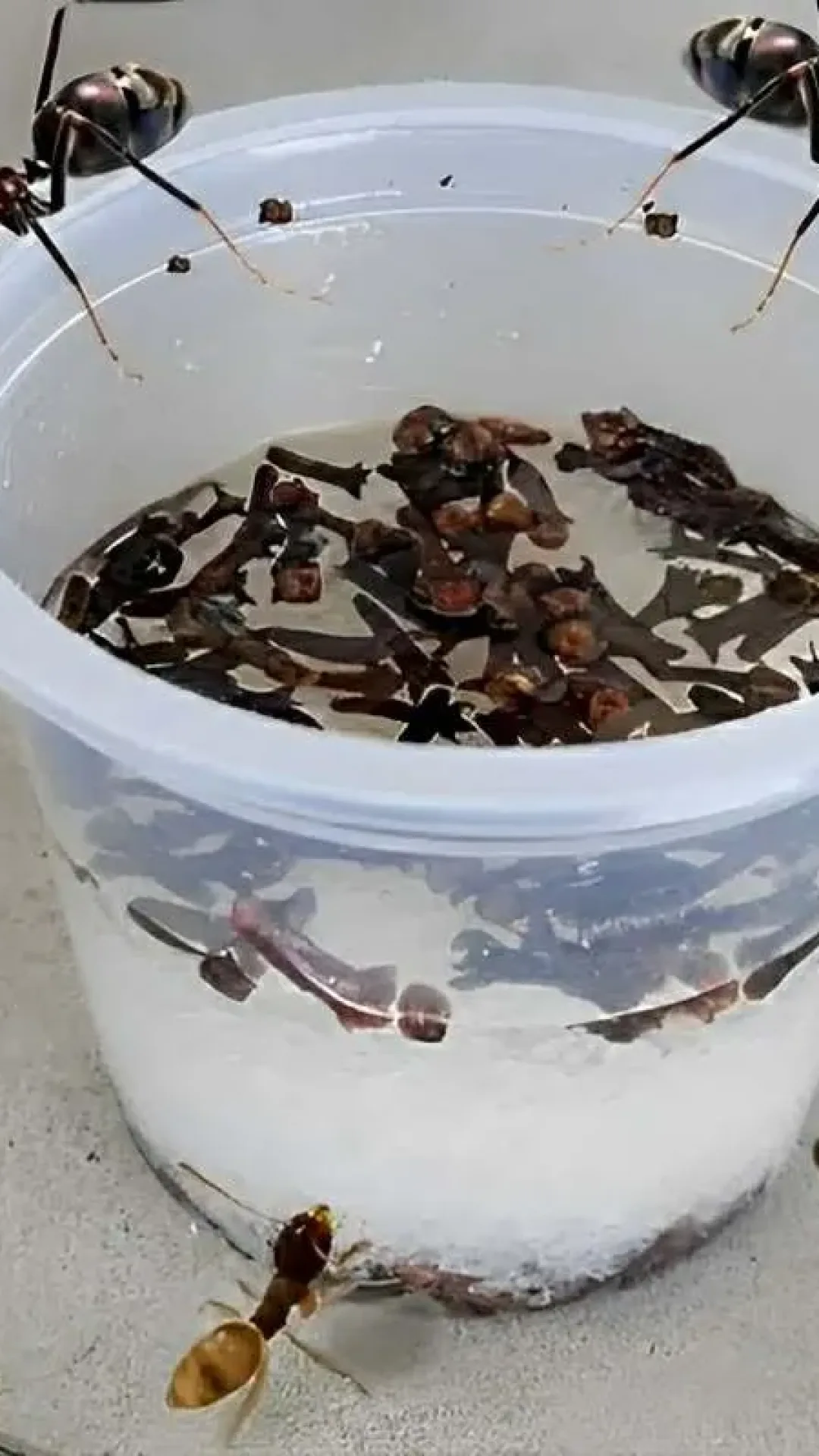 Aprendi como acabar com as formigas da minha casa usando essa misturinha caseira de 3 ingredientes