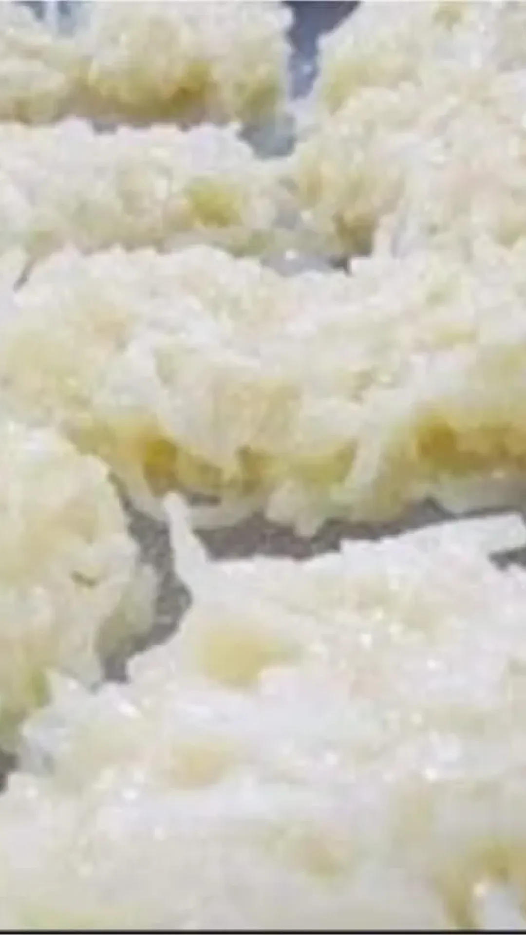 Cocada caseira tão fácil de fazer que só precisa de 2 ingredientes