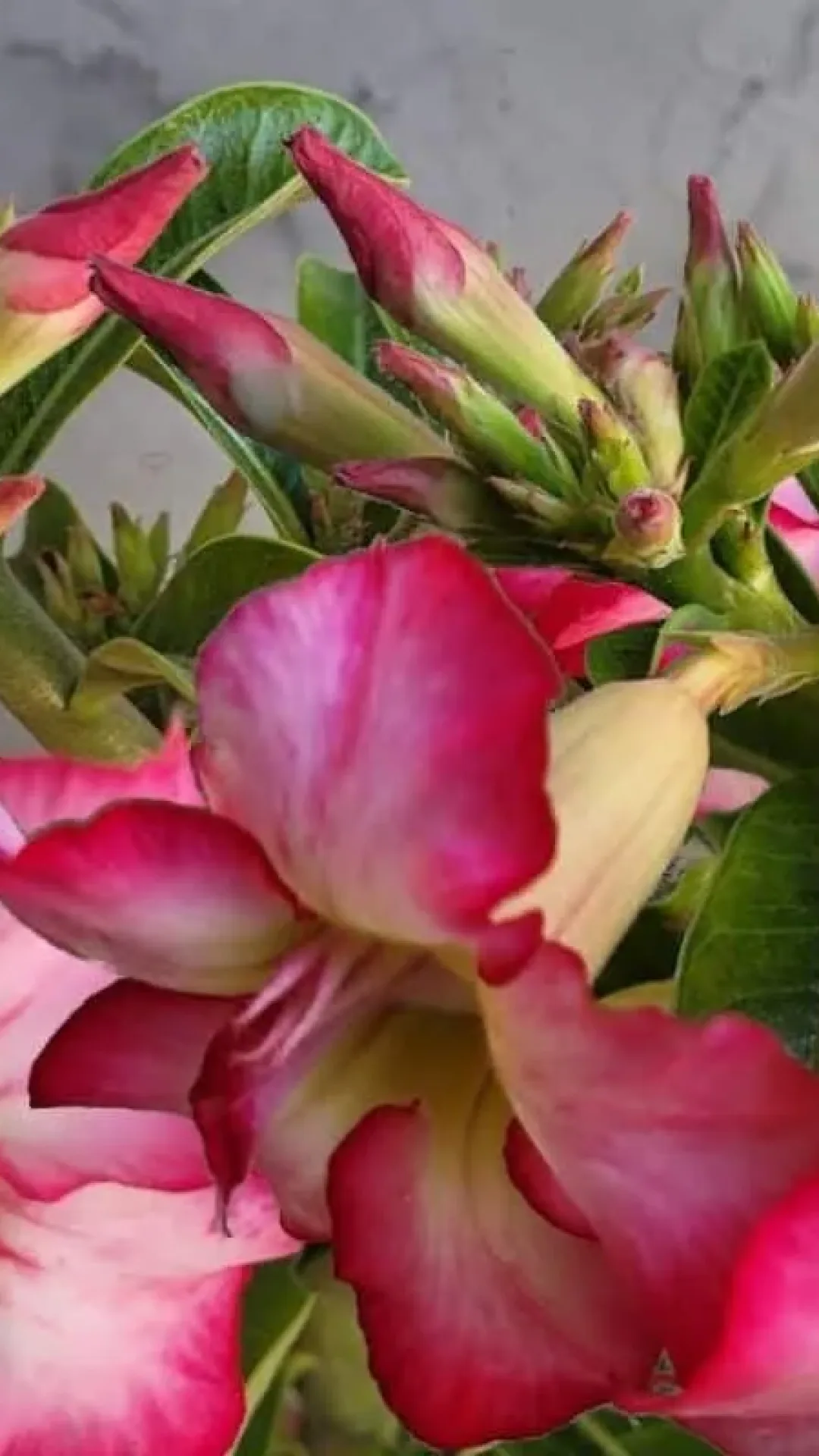 Com esse adubo caseiro para rosa do deserto seus vão ficar lotados de flores rapidinho