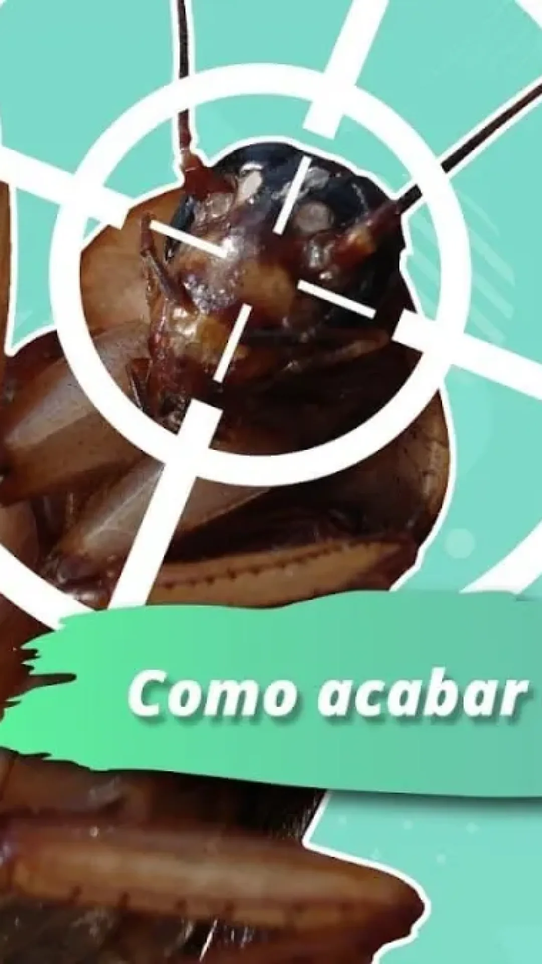 Como acabar com as baratas sem veneno: uma misturinha fácil e barata de fazer