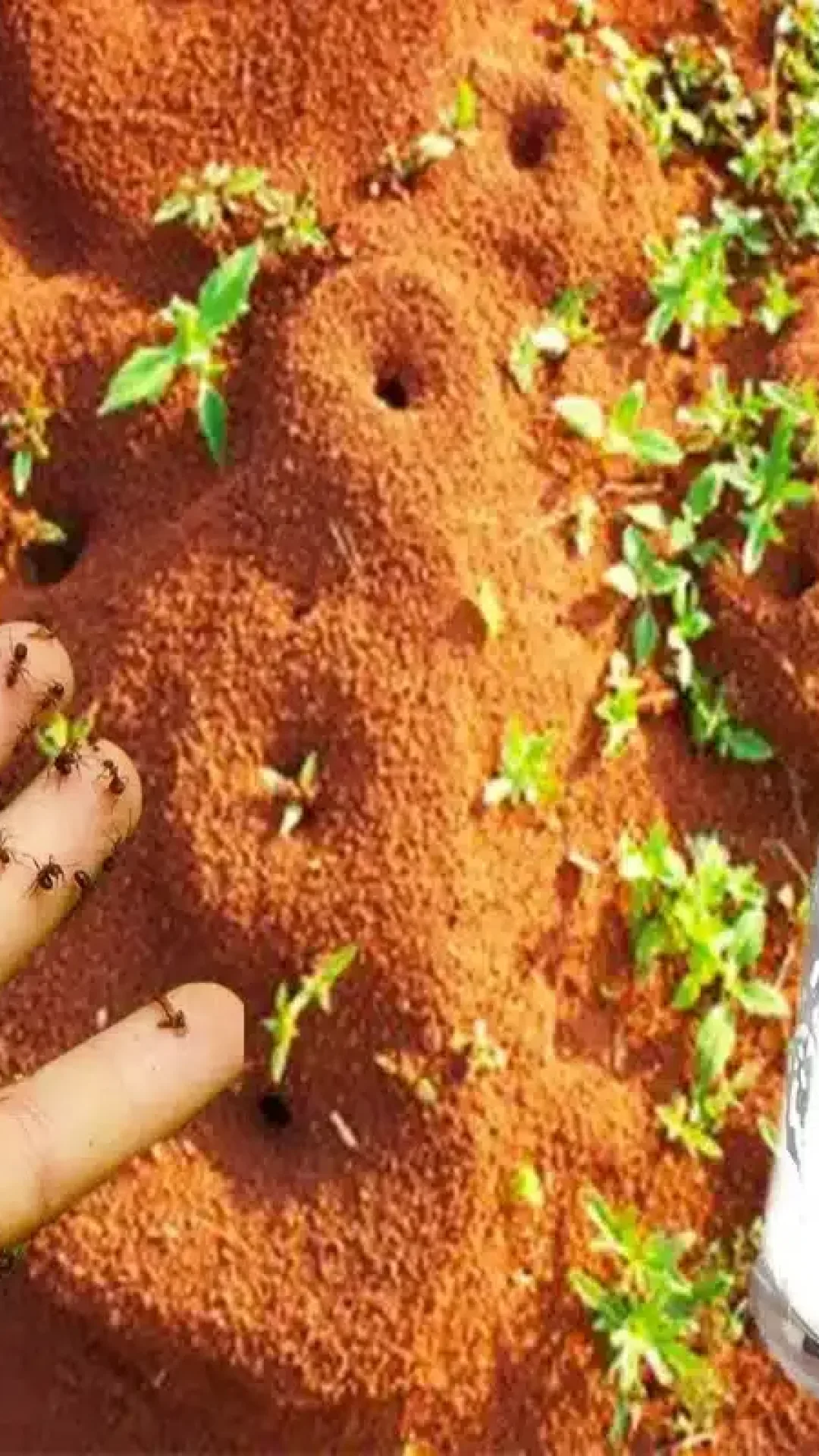 Como acabar com as formigas da sua casa com ingredientes que você tem no seu armário
