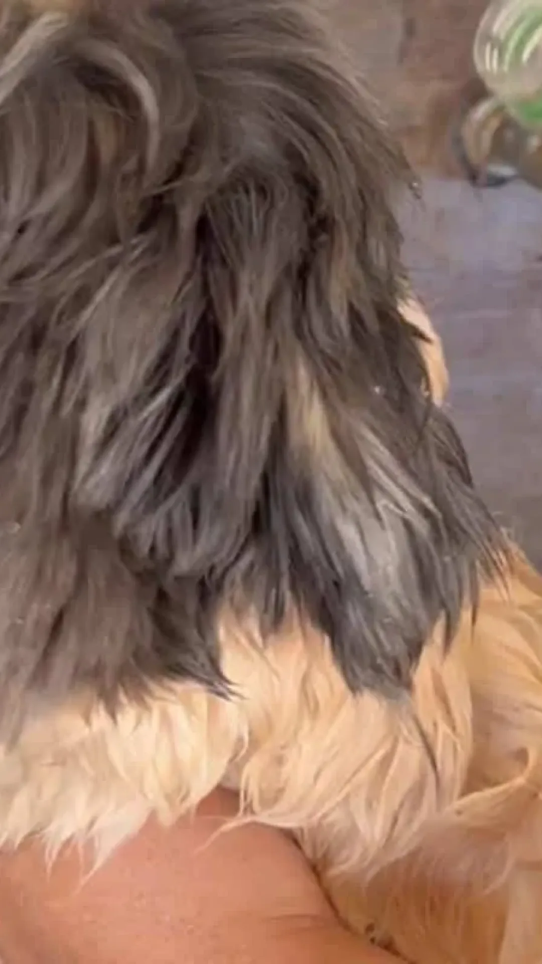 Como acabar com pulgas e carrapatos do seu pet sem precisar levar no pet shop