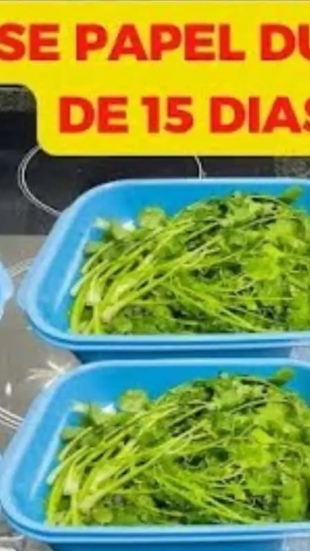 Como conservar folhas na geladeira: você vai ter salada fresquinha a semana toda