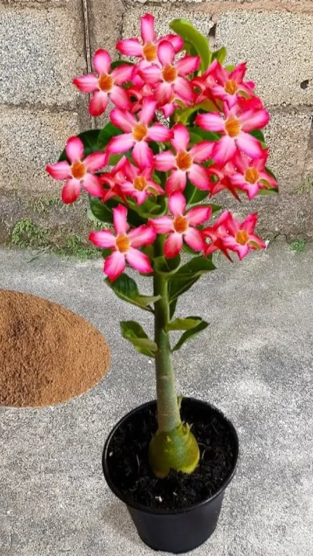 Como cultivar rosa do deserto a ajuda dessa misturinha caseira para que elas floresçam o ano todo