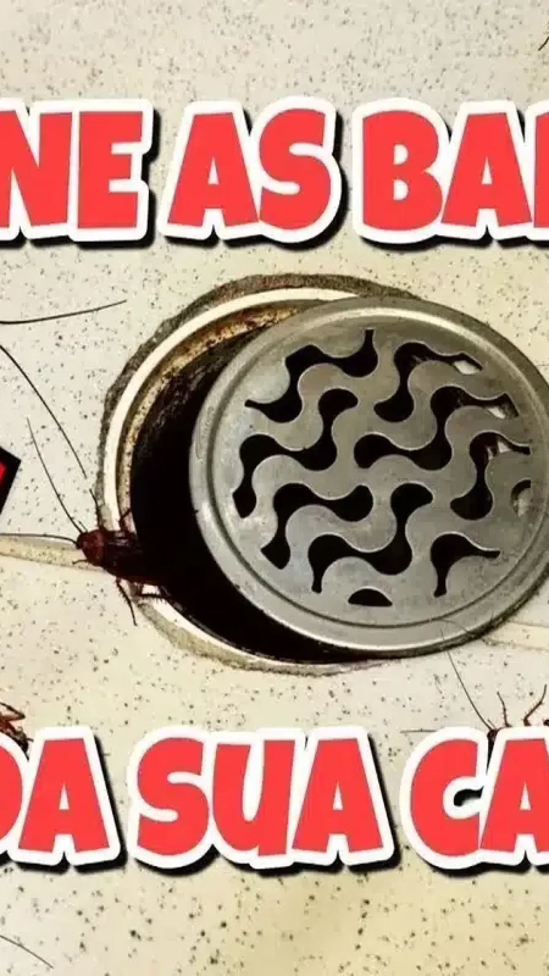 Como eliminar baratas de casa: não precisa comprar veneno para resolver esse problema