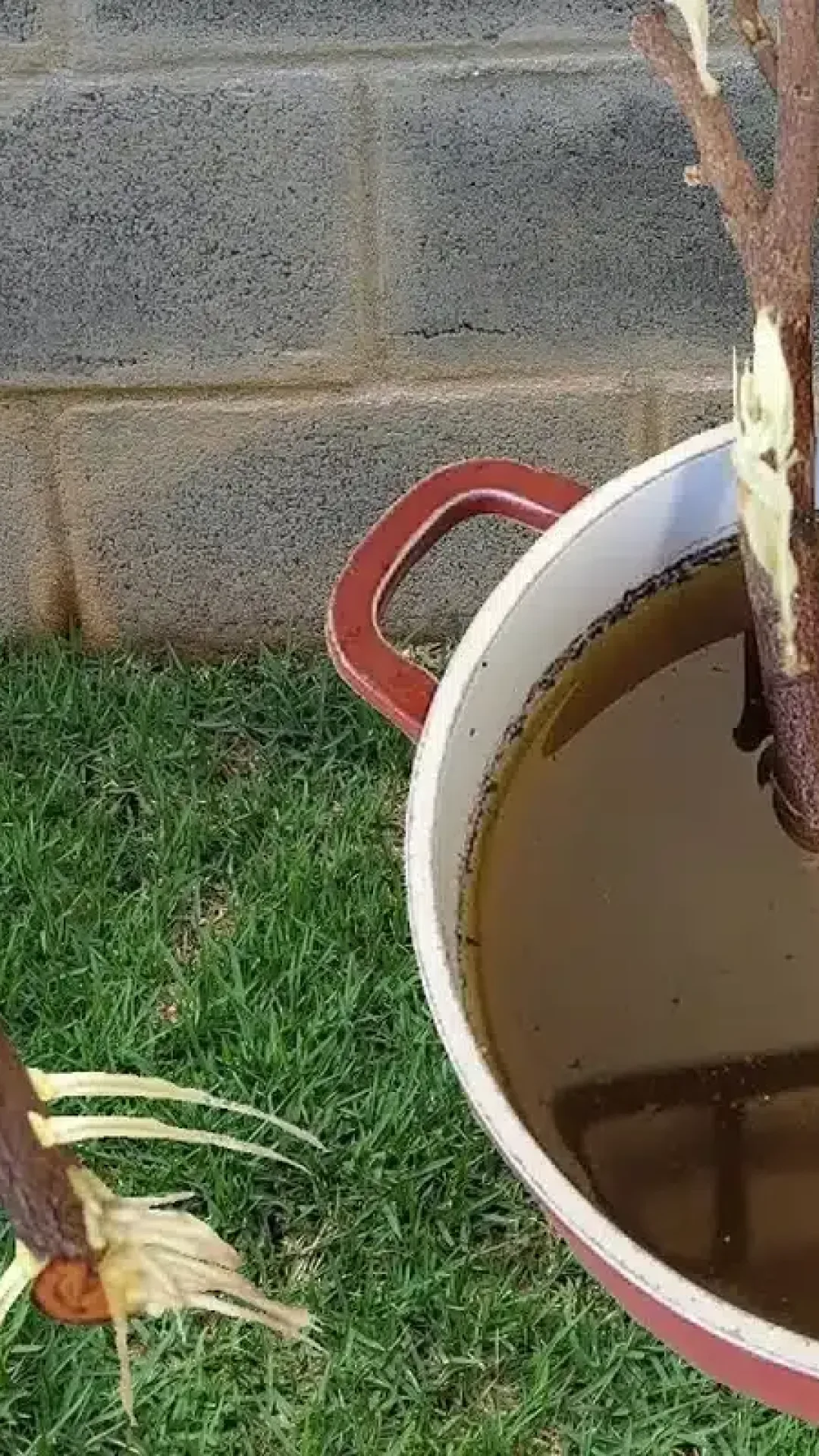 Como enraizar galho de planta: dá certo com qualquer planta que você tiver no seu jardim