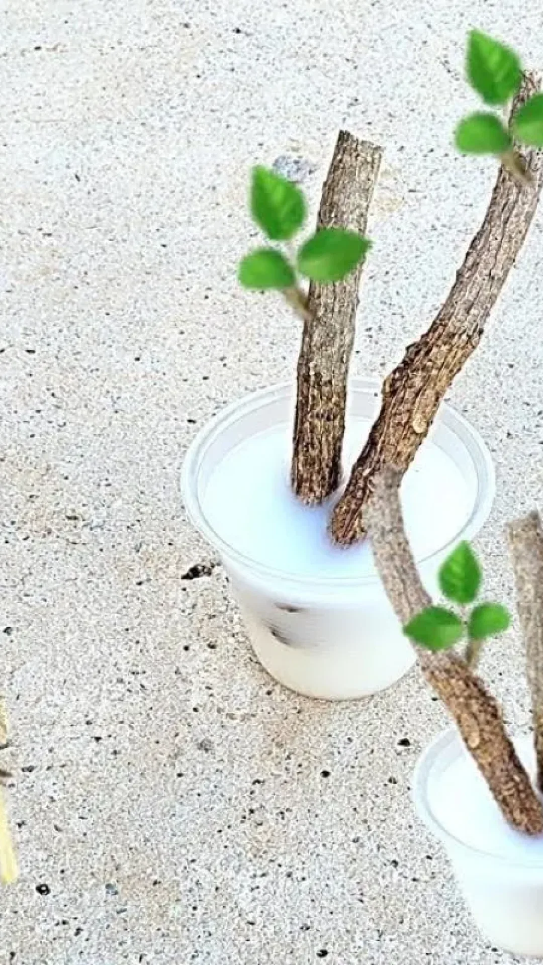 Como enraizar galhos de plantas: essa técnica é tão fácil que qualquer pessoa consegue