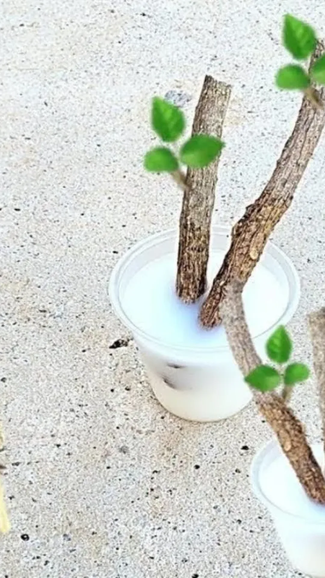 Como enraizar galhos de rosas para aumentar seu jardim ainda neste final de ano