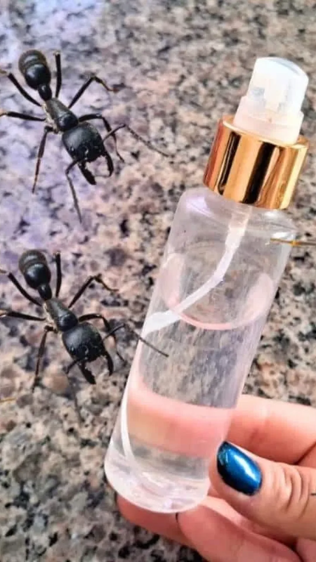 Como espantar as formigas: misturinha fácil e eficiente para ter sempre à mão
