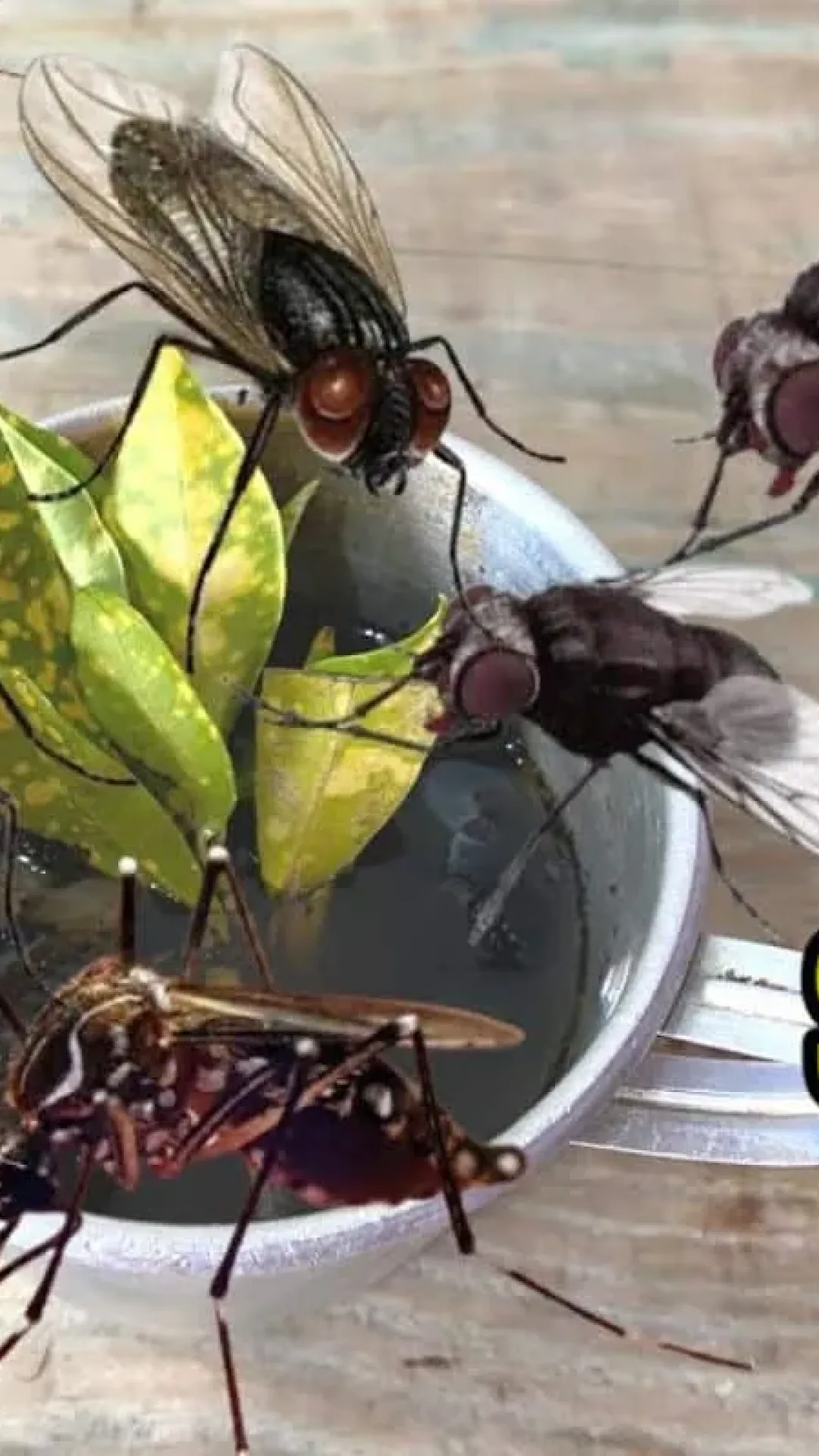 Como espantar as moscas da sua cozinha: usando só ingredientes naturais e sem veneno