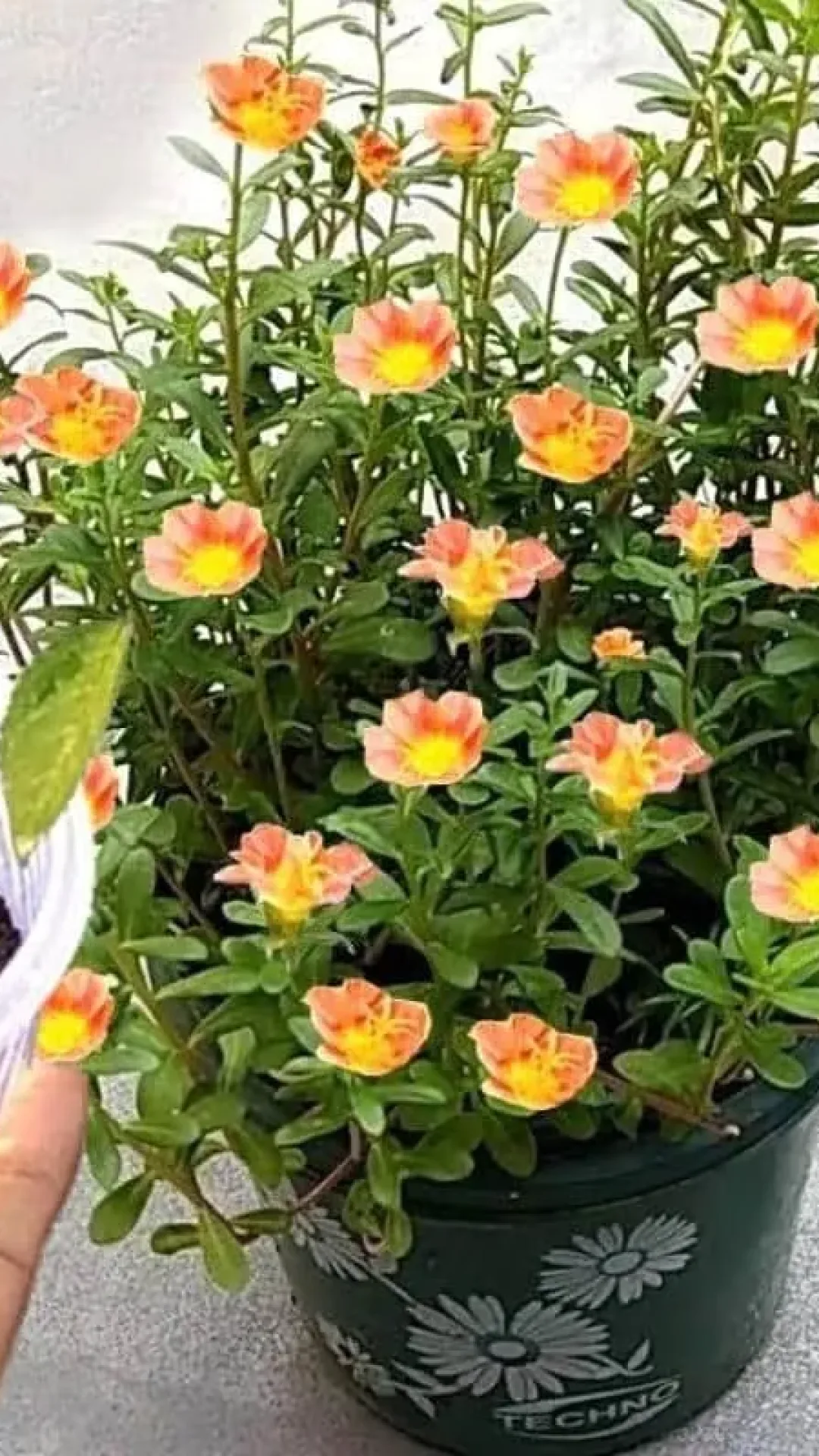 Como fazer adubo caseiro para flores: faz qualquer planta crescer e florir rapidinho