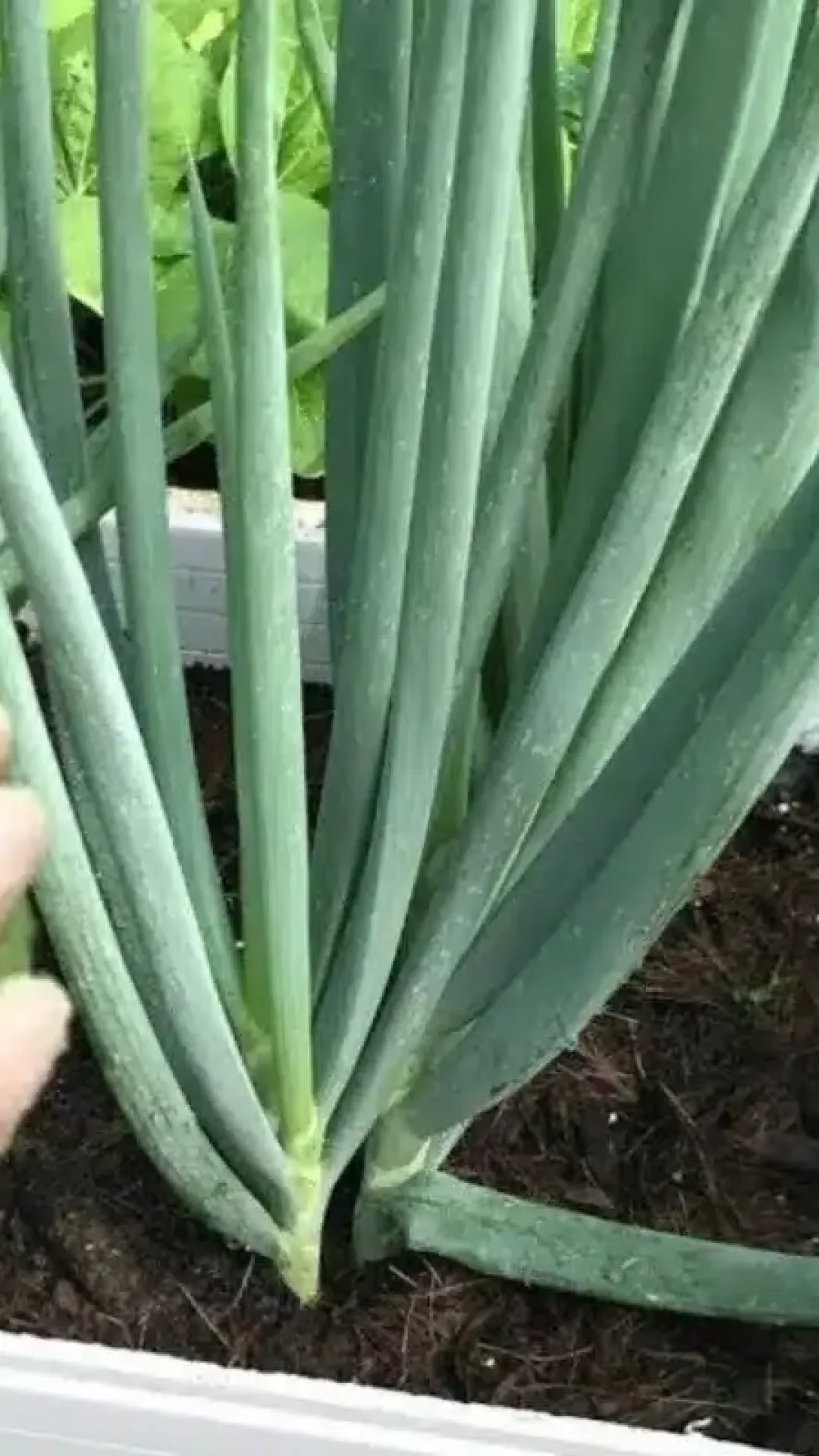 Como fazer cebolinha crescer e engrossar mesmo plantada em vasos