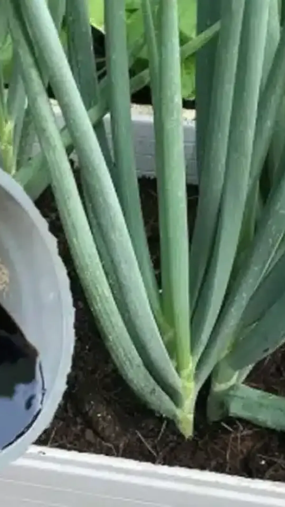 Como fazer cebolinha crescer e engrossar no seu quintal sem gastar com produto caro