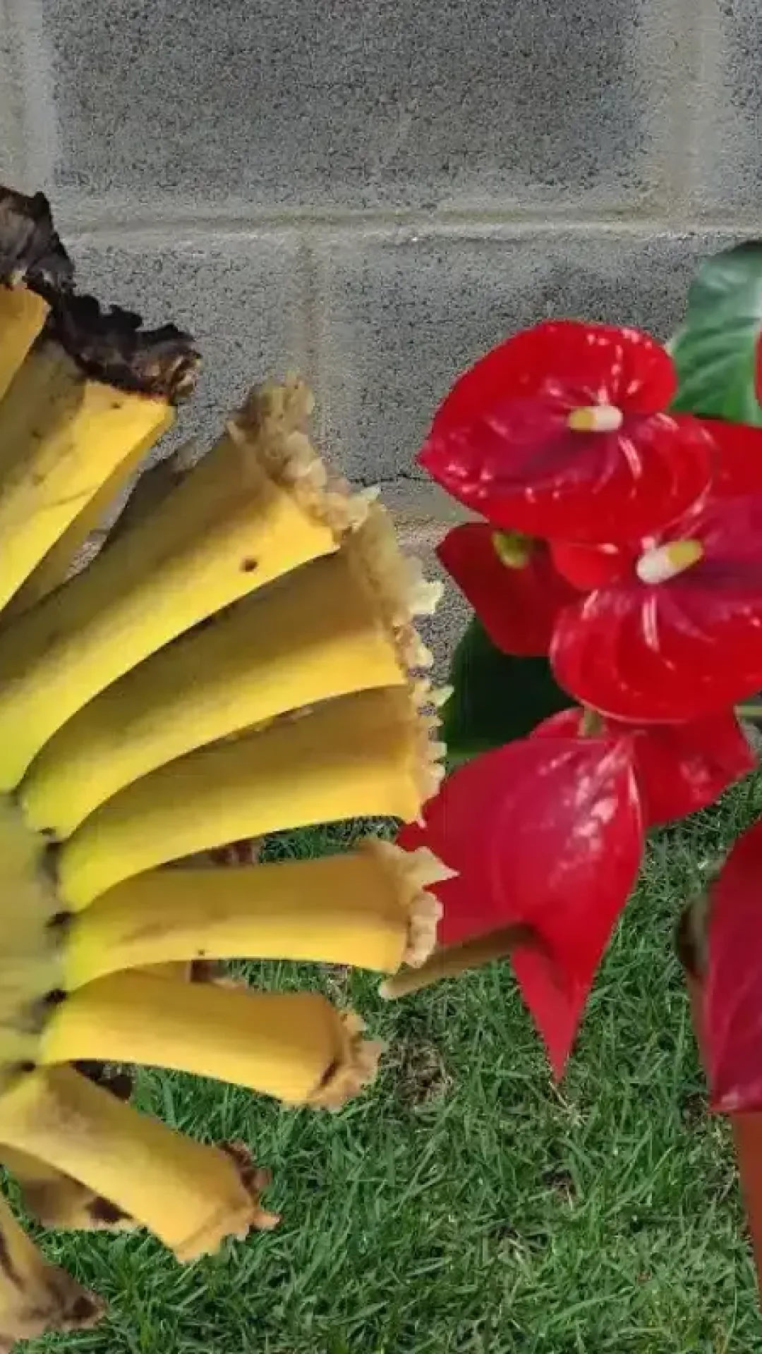 Como fazer planta florir de um jeito que você nunca imaginou que fosse possível