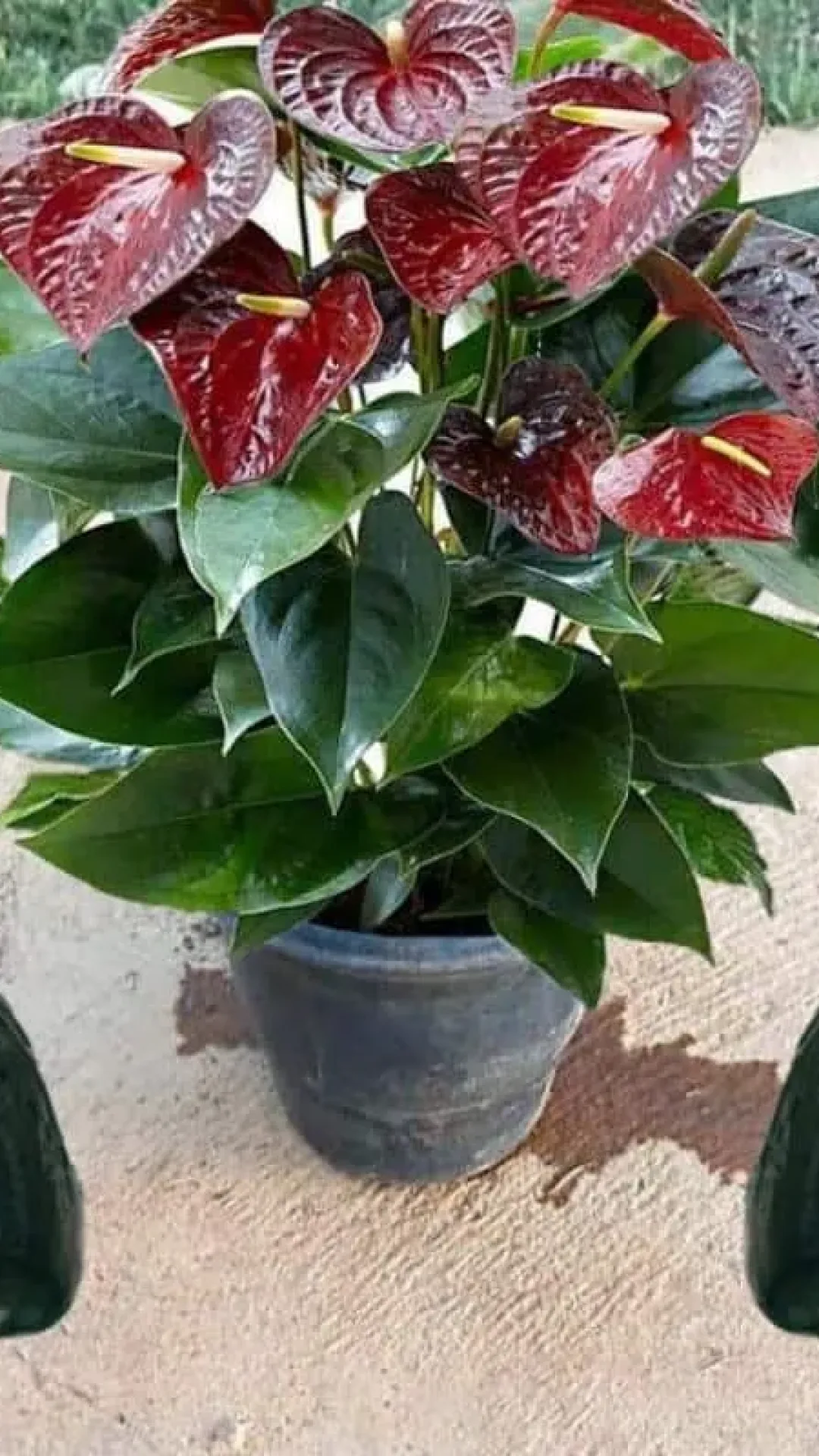 Como fazer planta florir: essa dica dá certo sempre e é muito fácil de fazer