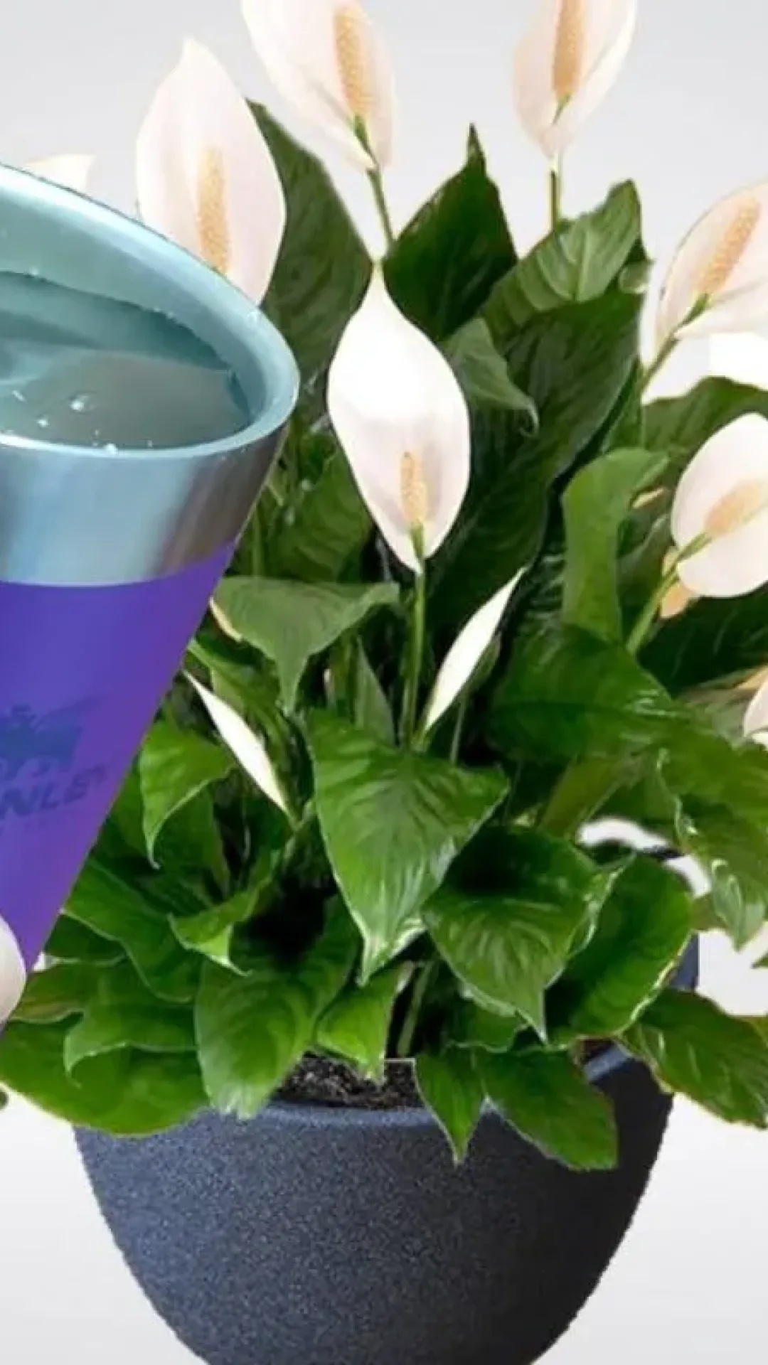 Como fazer planta florir o ano inteiro no seu quintal com essa dica simples