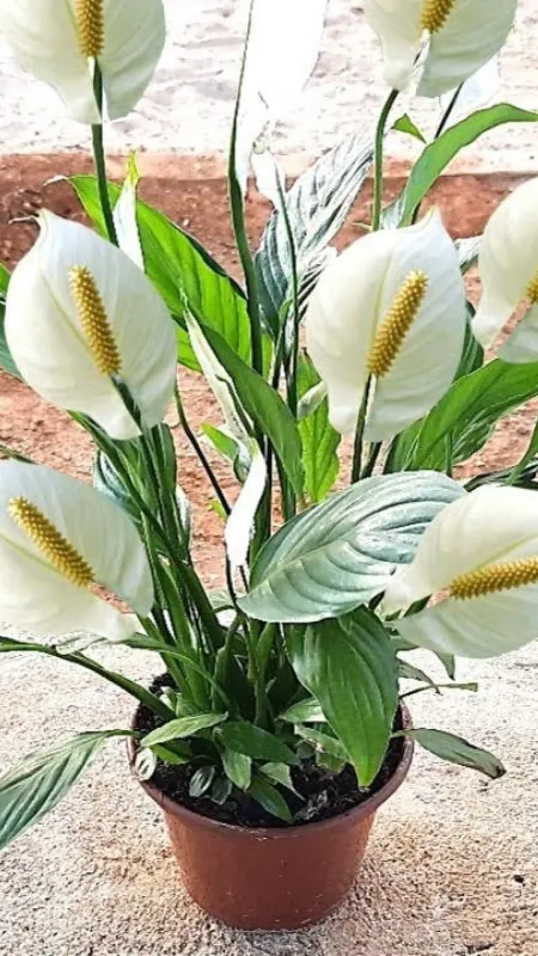 Como fazer planta florir o ano todo: misturinha caseira e barata que vai surpreender você