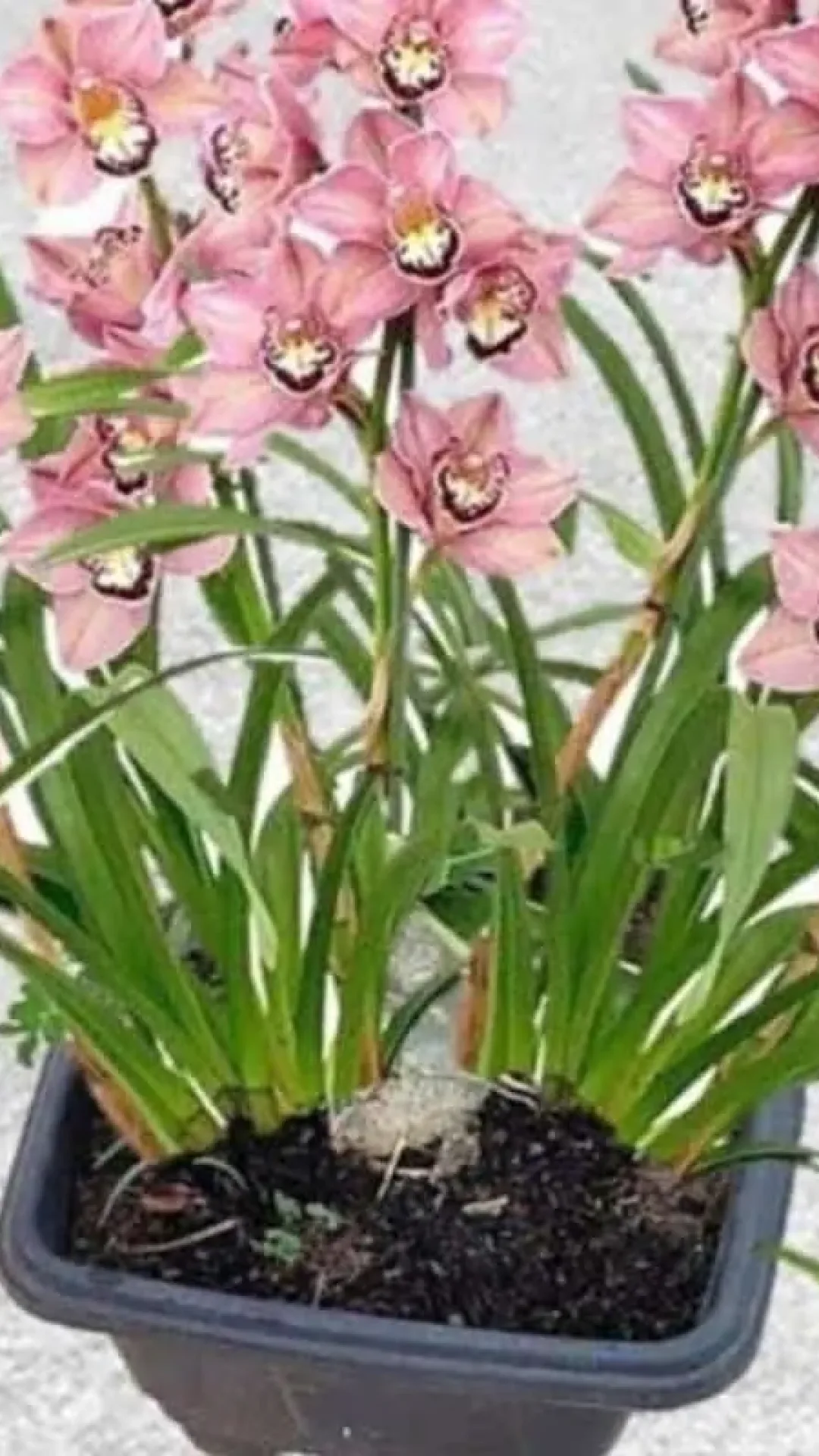 Como fazer planta florir rapidinho: adubo caseiro fácil e econômico de fazer