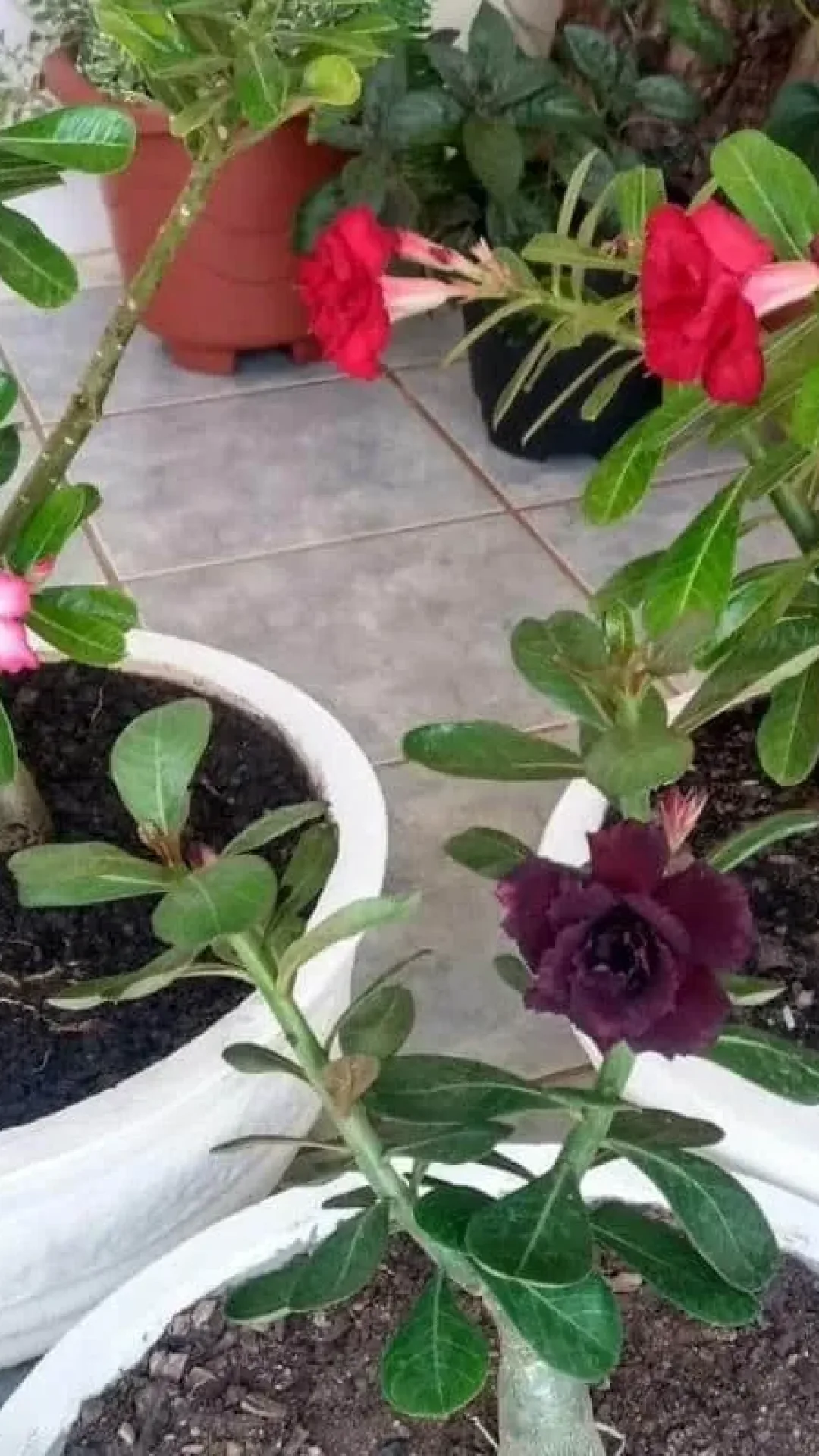 Como fazer rosa do deserto florir: técnica infalível e muito simples de fazer