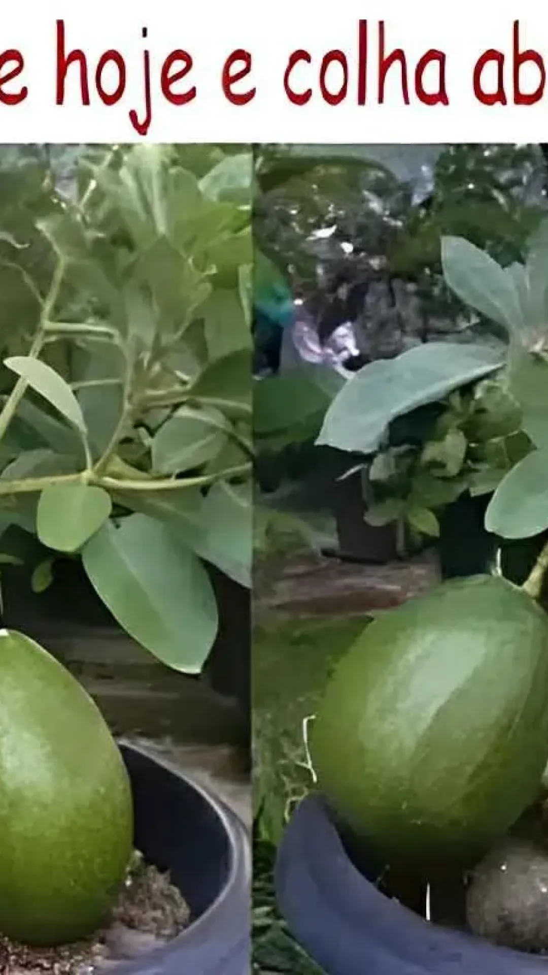 Como plantar abacate em vaso e já ter fruta no pé após 6 meses