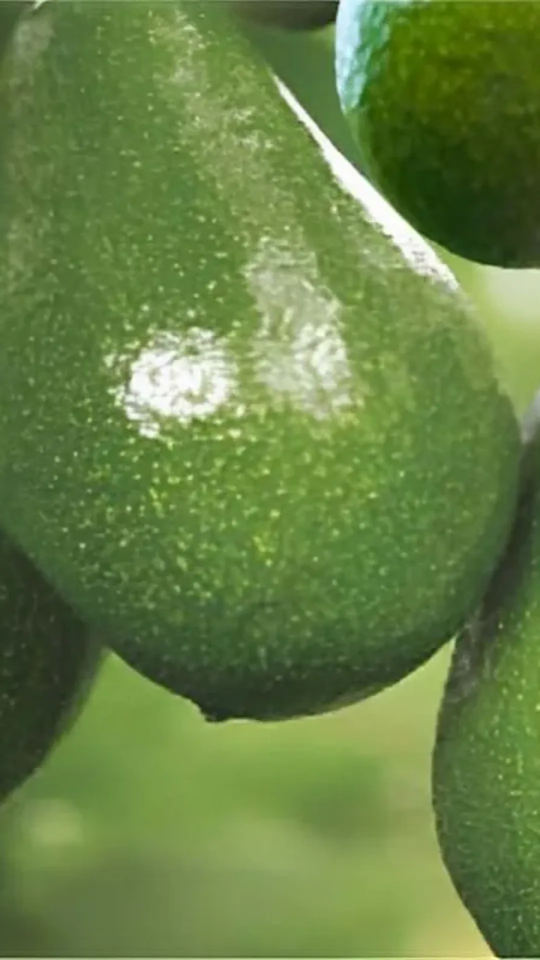 Como plantar abacate no vaso e começar a produzir em pouco tempo