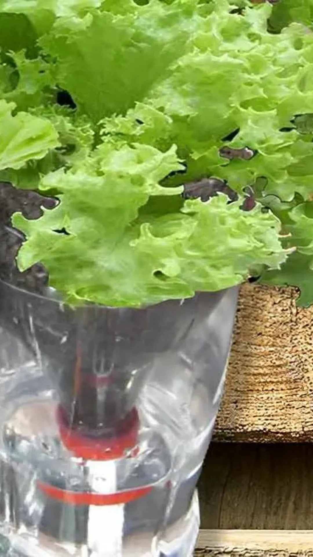 Como plantar alface na água usando uma garrafa pet e ter alface o ano inteiro em casa