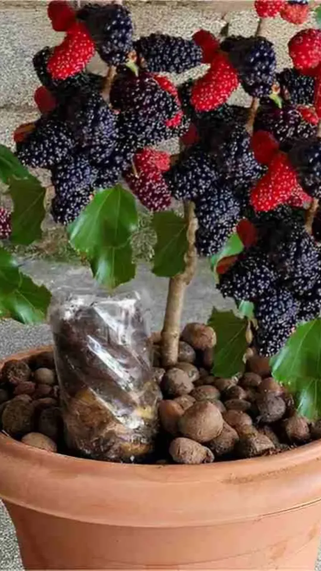 Como plantar amora em vaso e ter o ano todo na sua casa ou apartamento