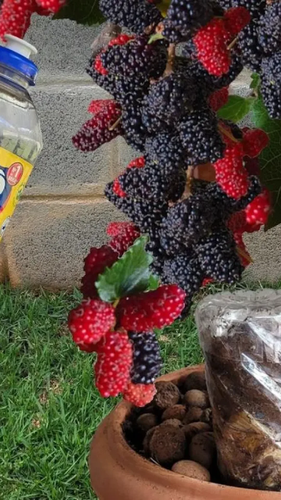 Como plantar amora em vaso: técnica infalível para produzir o ano todo
