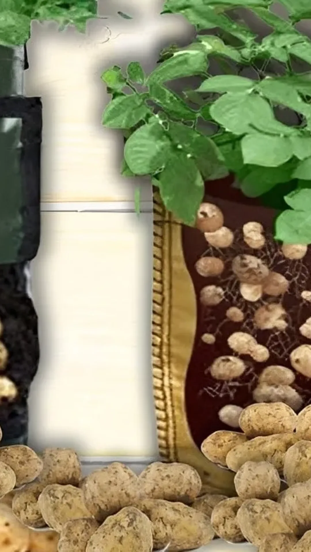 Como plantar batata dentro de sacos e ter batatas o ano inteiro na sua casa