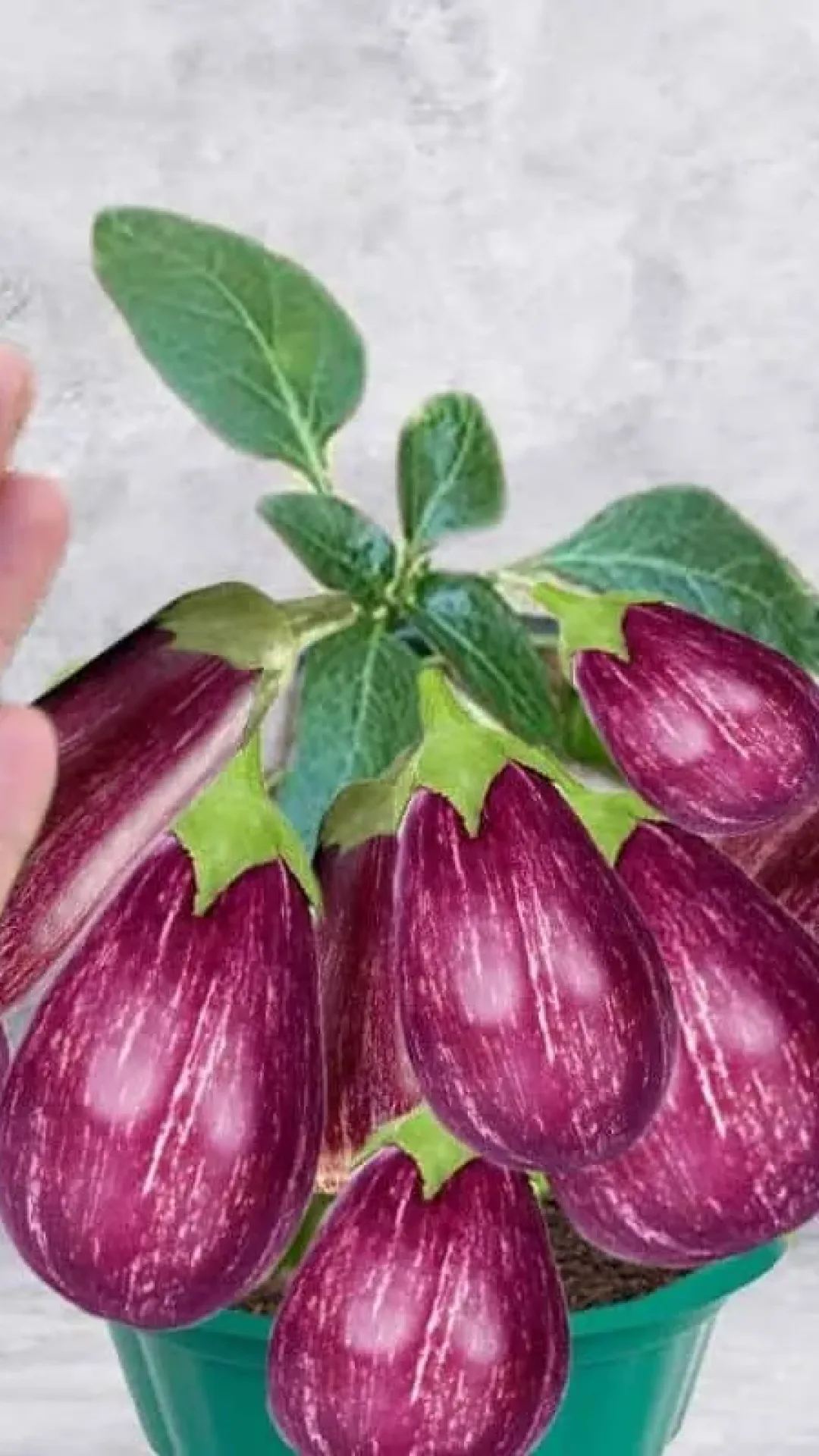 Como plantar berinjela em vaso: ótima idéia para quem tem pouco espaço no quintal