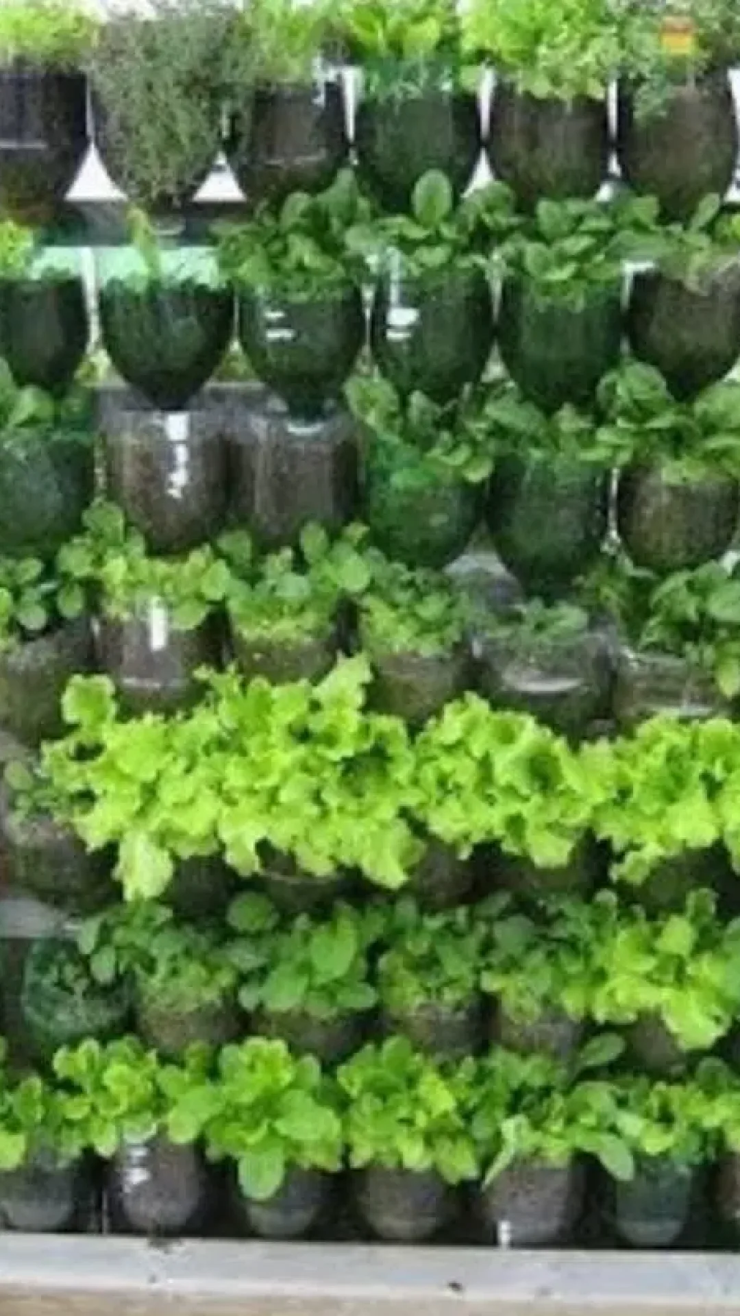 Como plantar hortaliça em vaso:  assim você tem sempre verdura fresquinha em casa