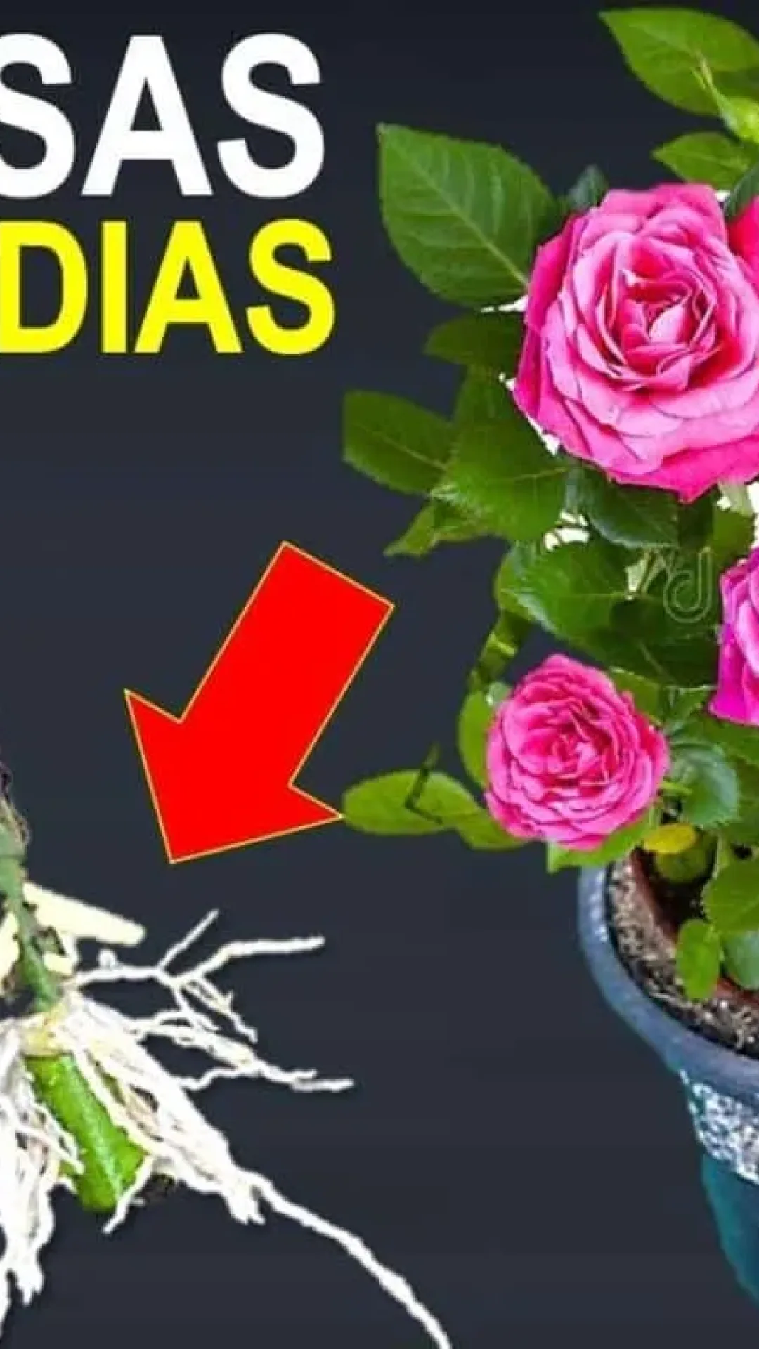 Como plantar rosa pelo galho: veja como multiplicar as flores do seu jardim