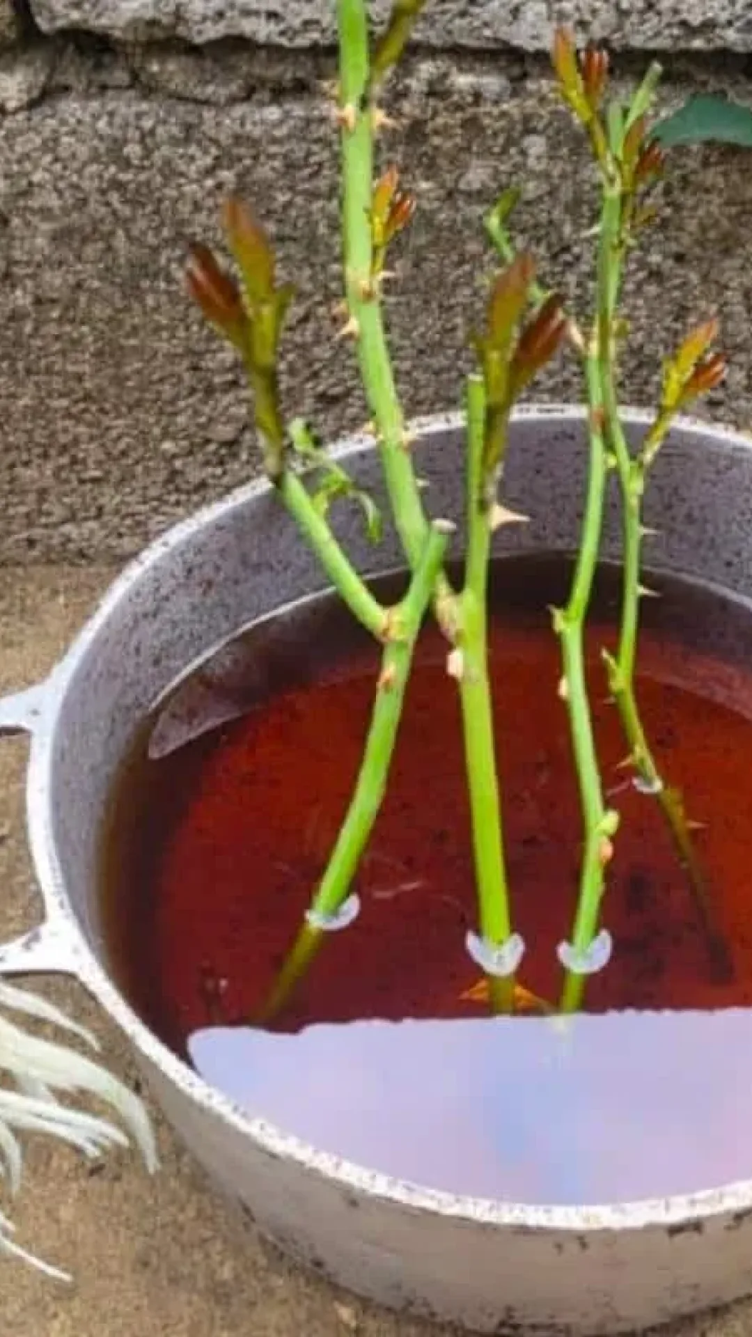 Como plantar rosas usando galhos: técnica infalível e super fácil de fazer