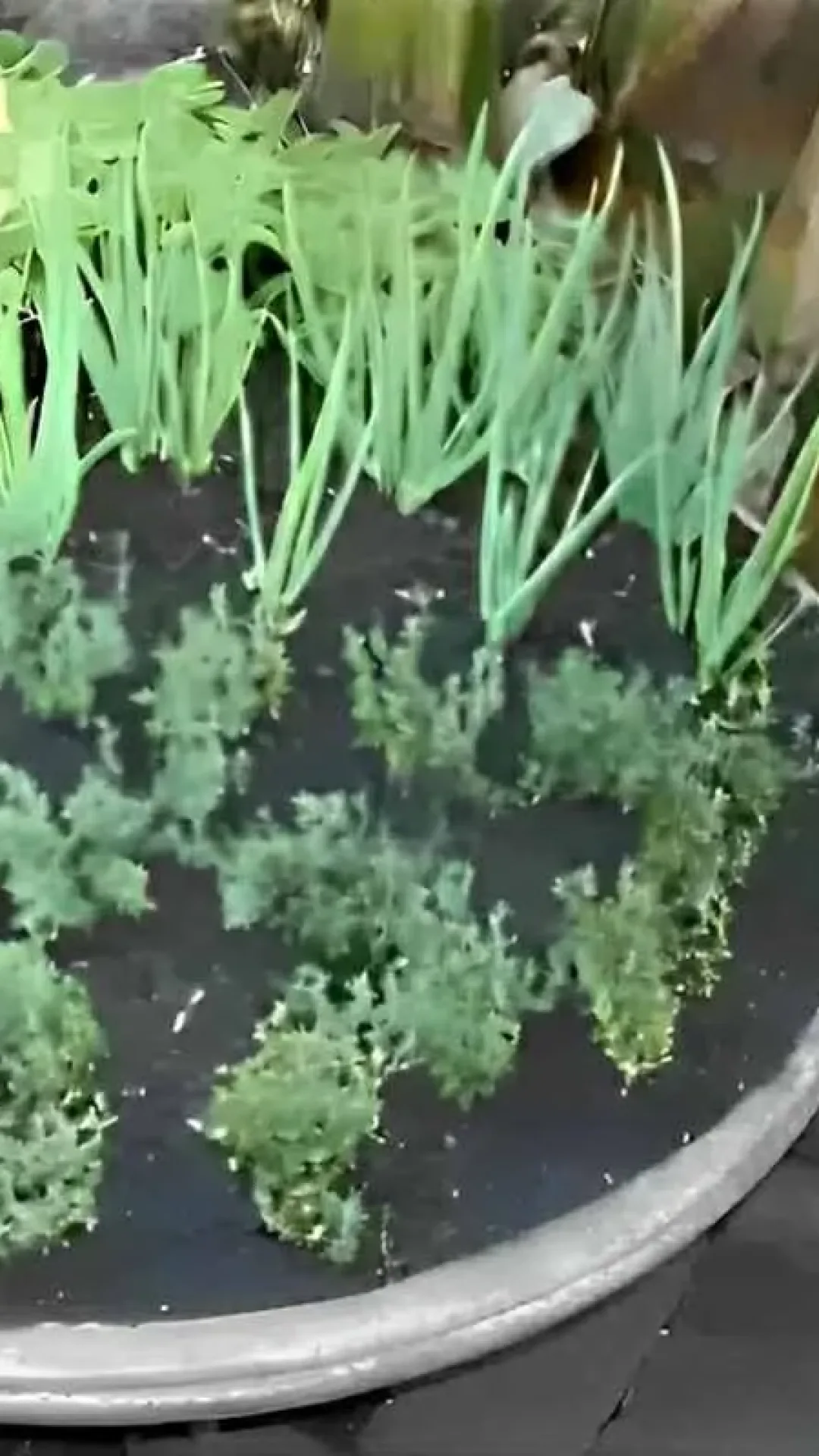 Como plantar temperos em espaços pequenos da sua casa ou apartamento
