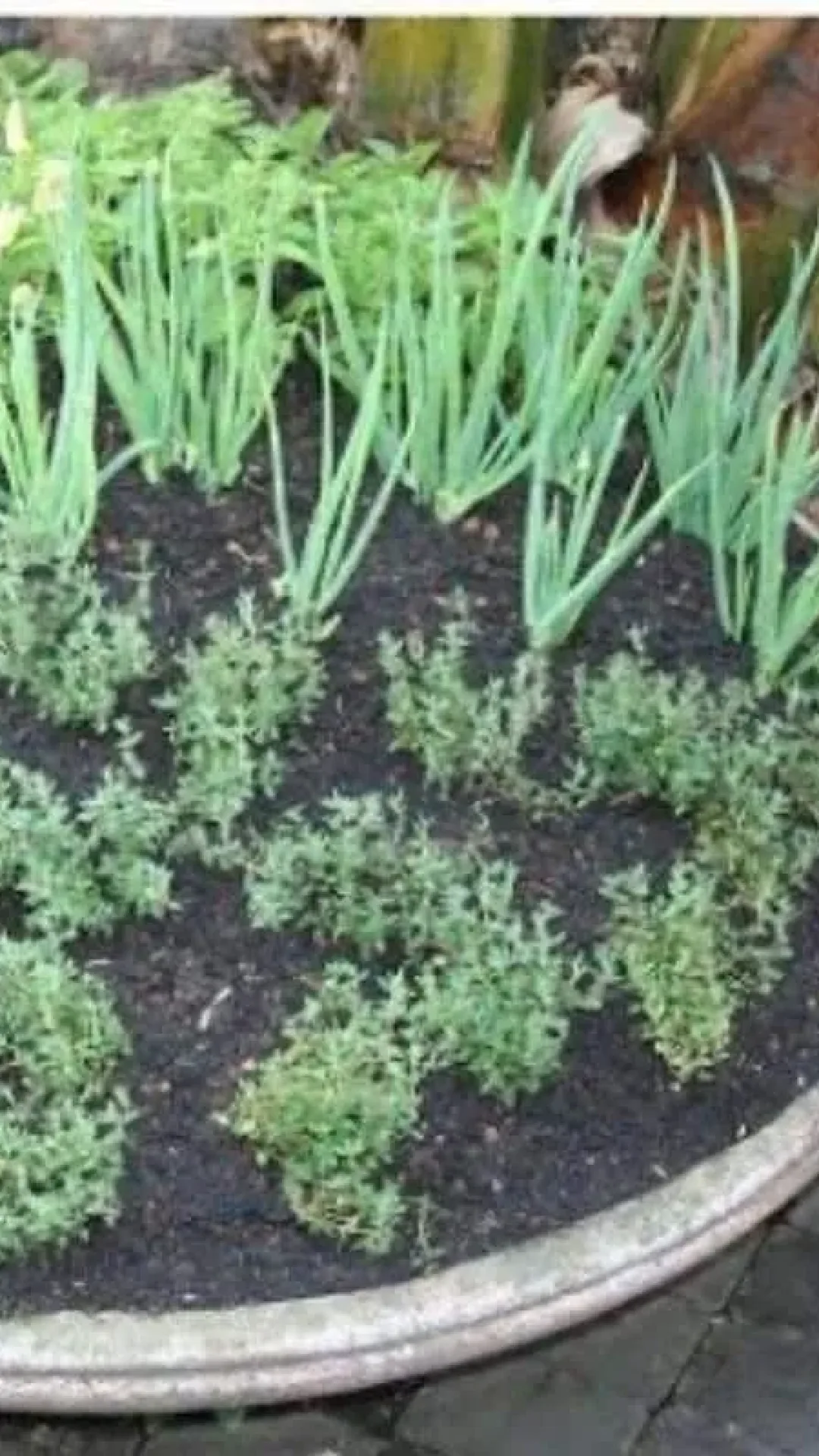 Como plantar temperos em vaso: dica para quem quer ter horta e não tem espaço no quintal