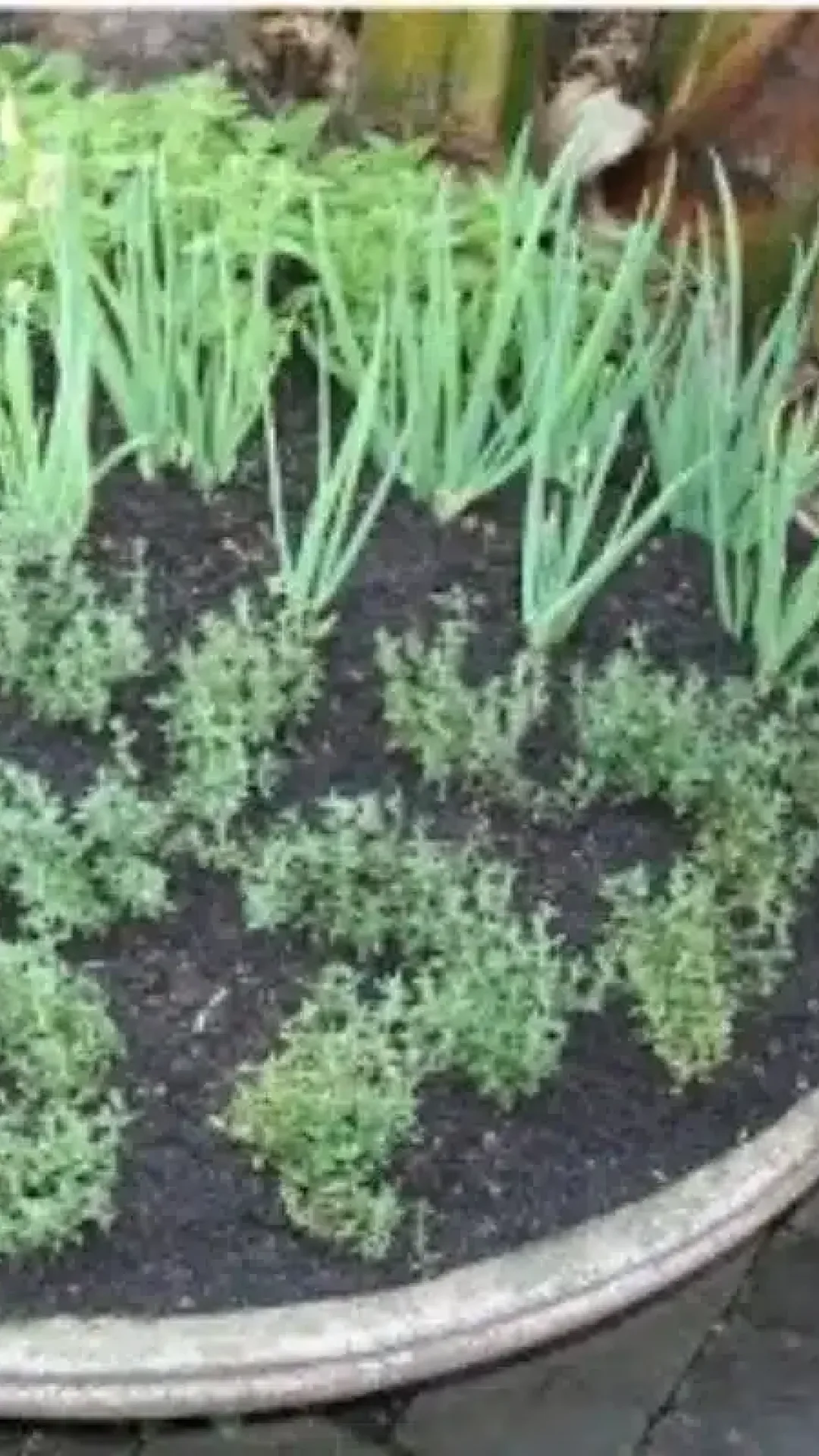 Como plantar temperos em vasos: ótima dica para quem quer ter horta e não tem espaço